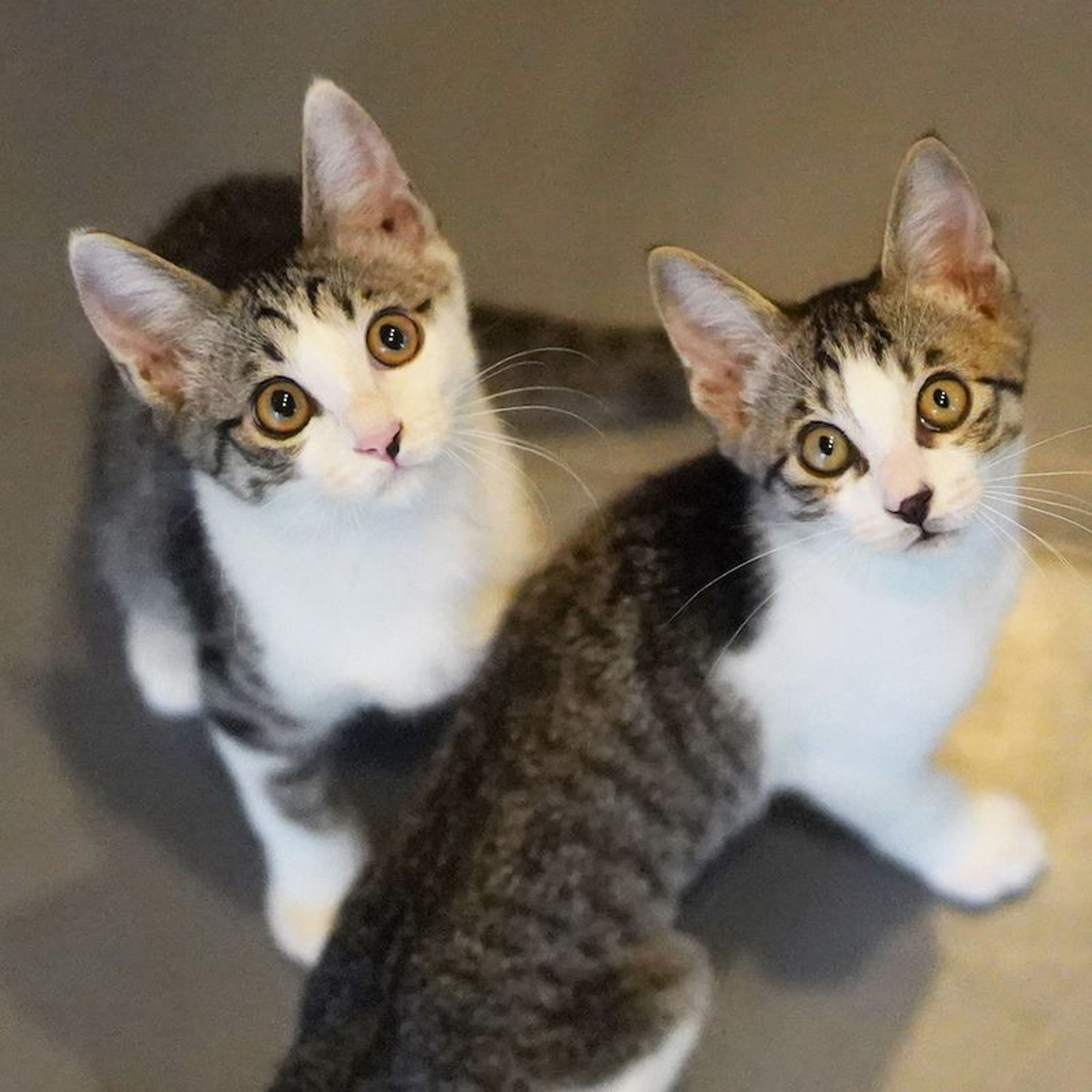 pet-image-8