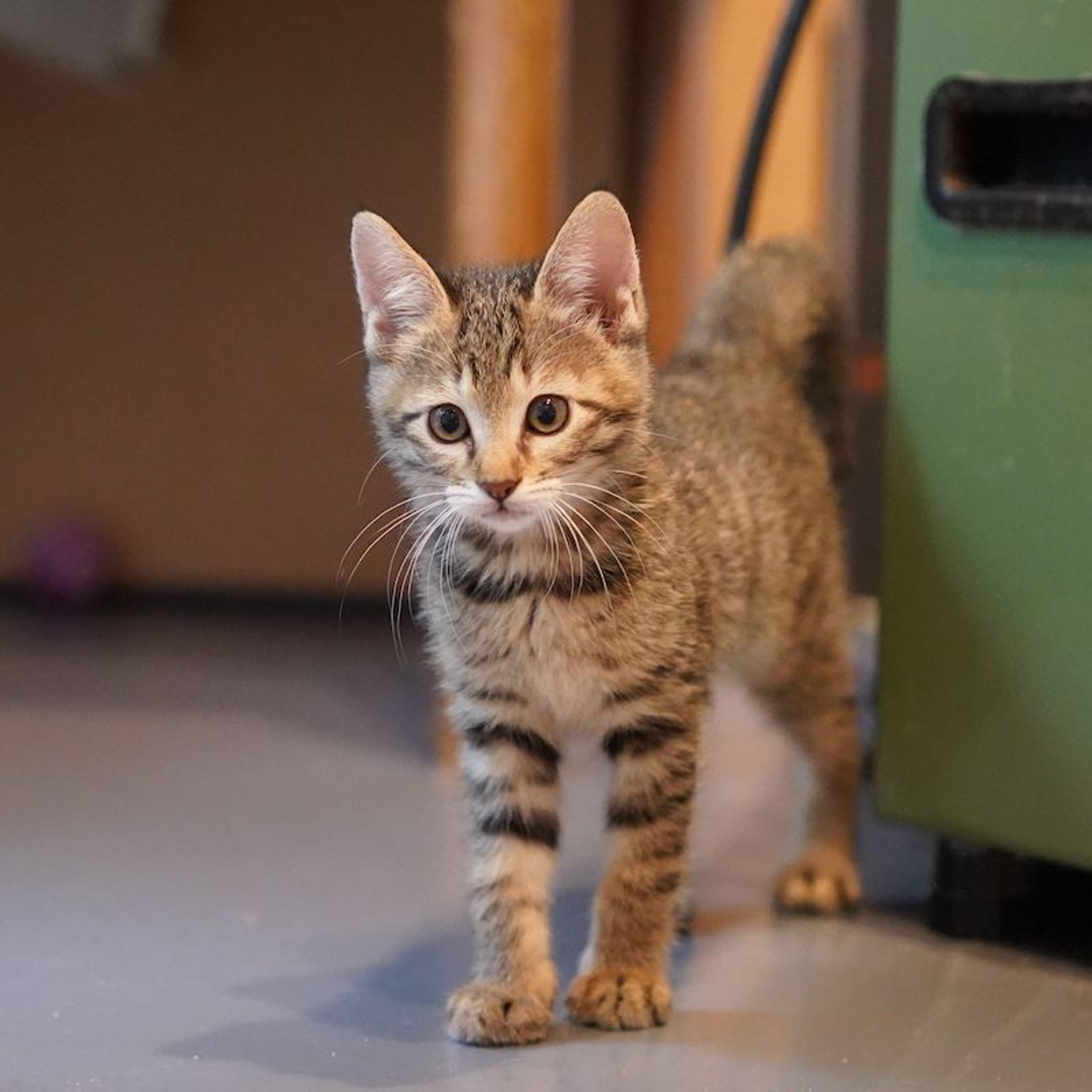 雑種（ミックス猫）・メスの里親募集の写真