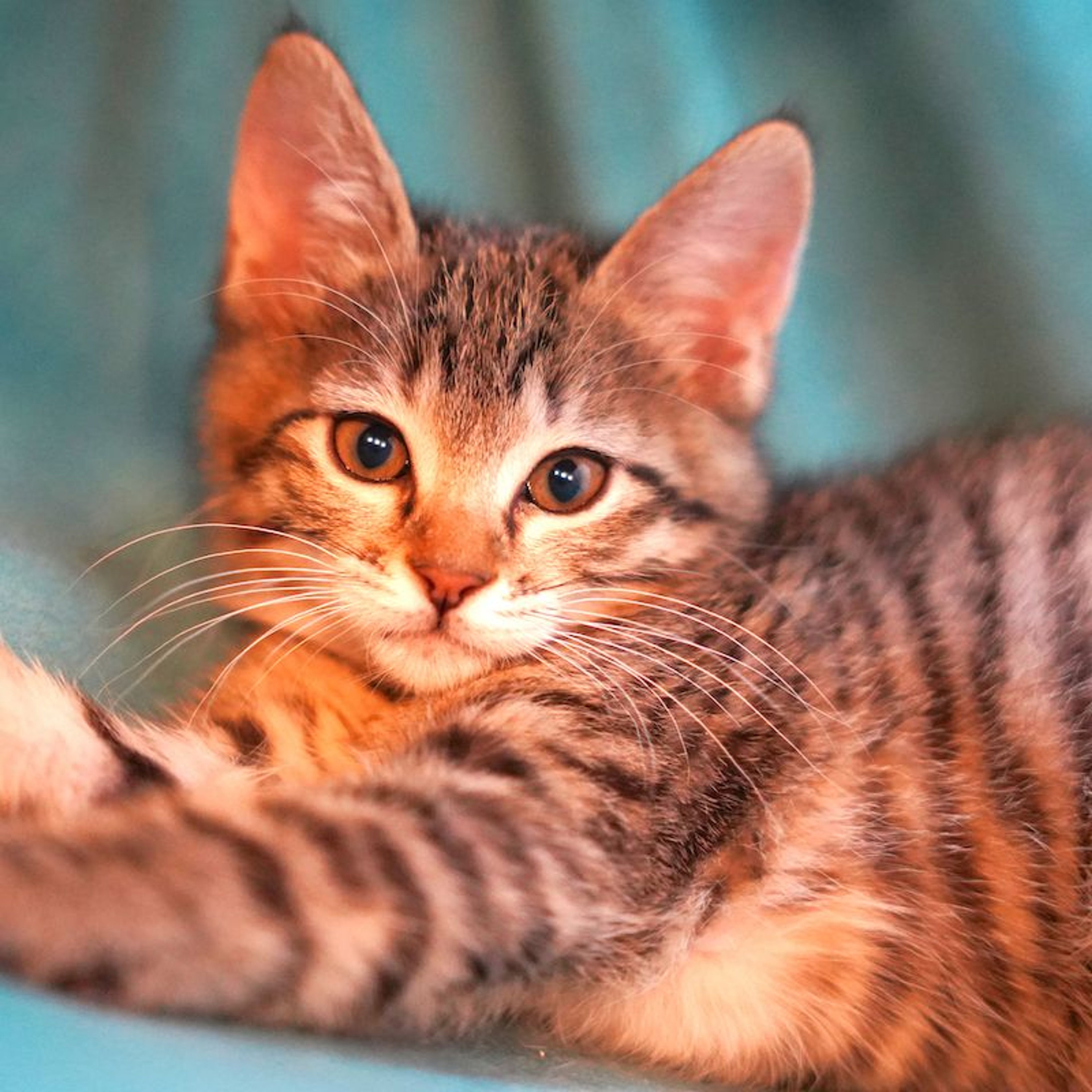 pet-image-2