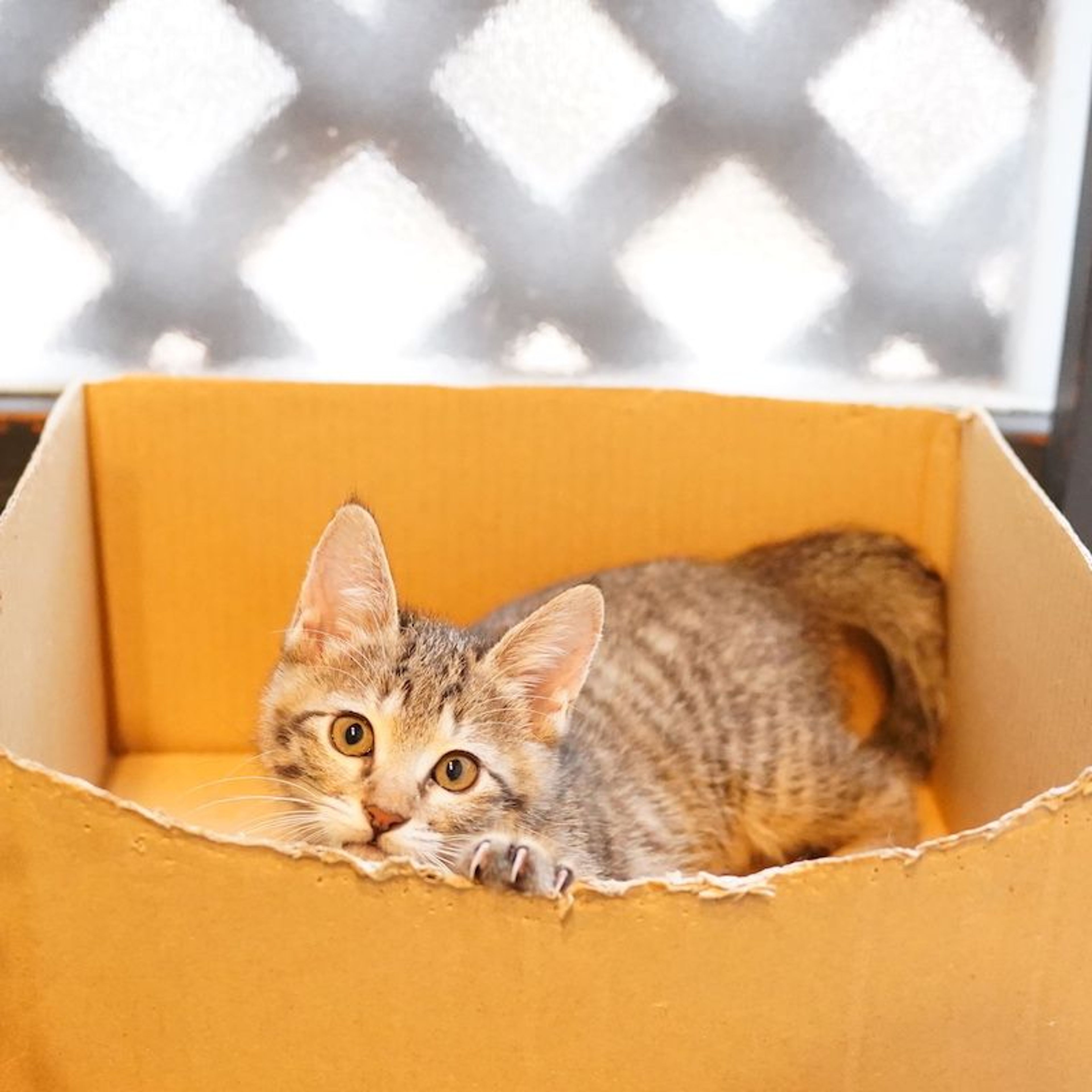 pet-image-3