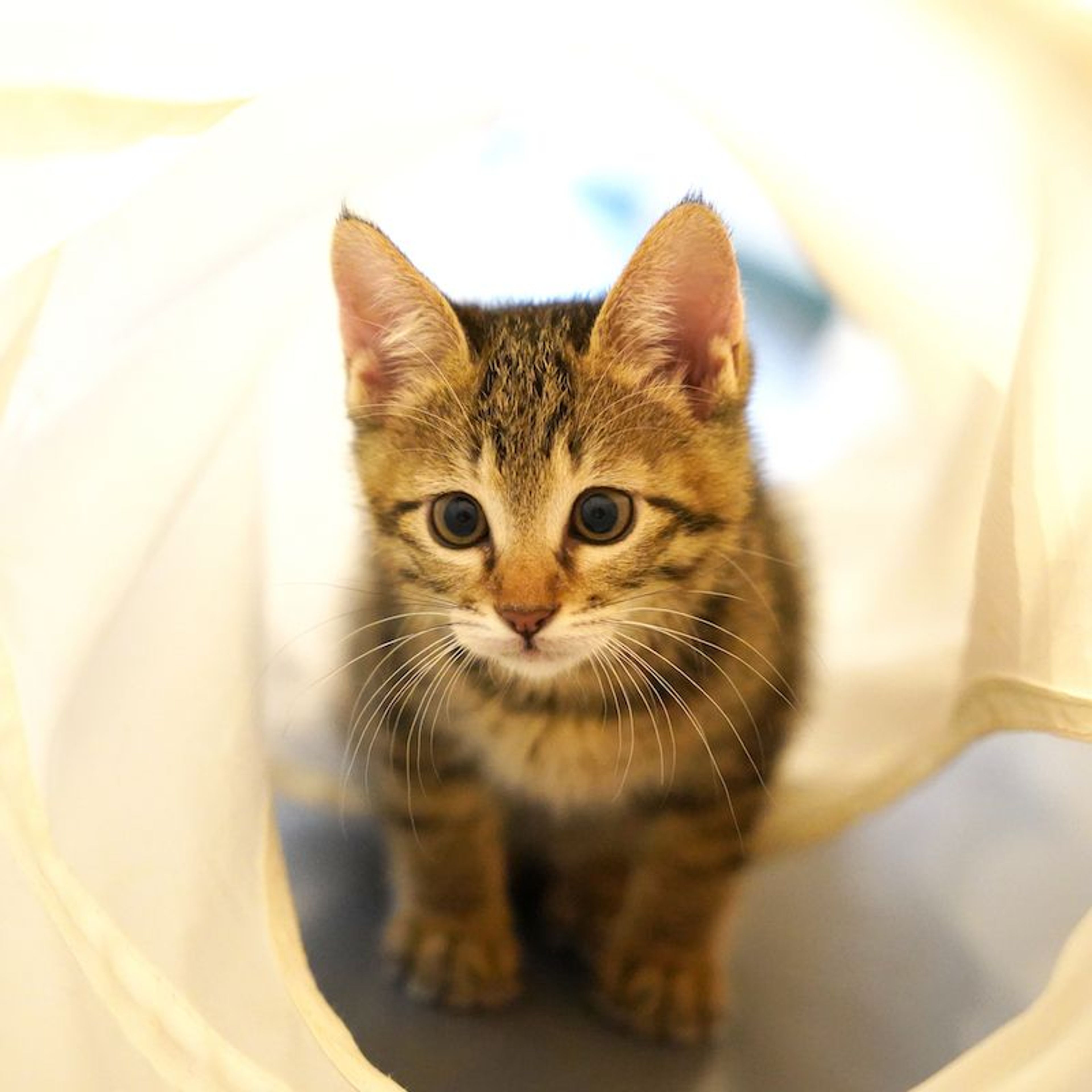 pet-image-4