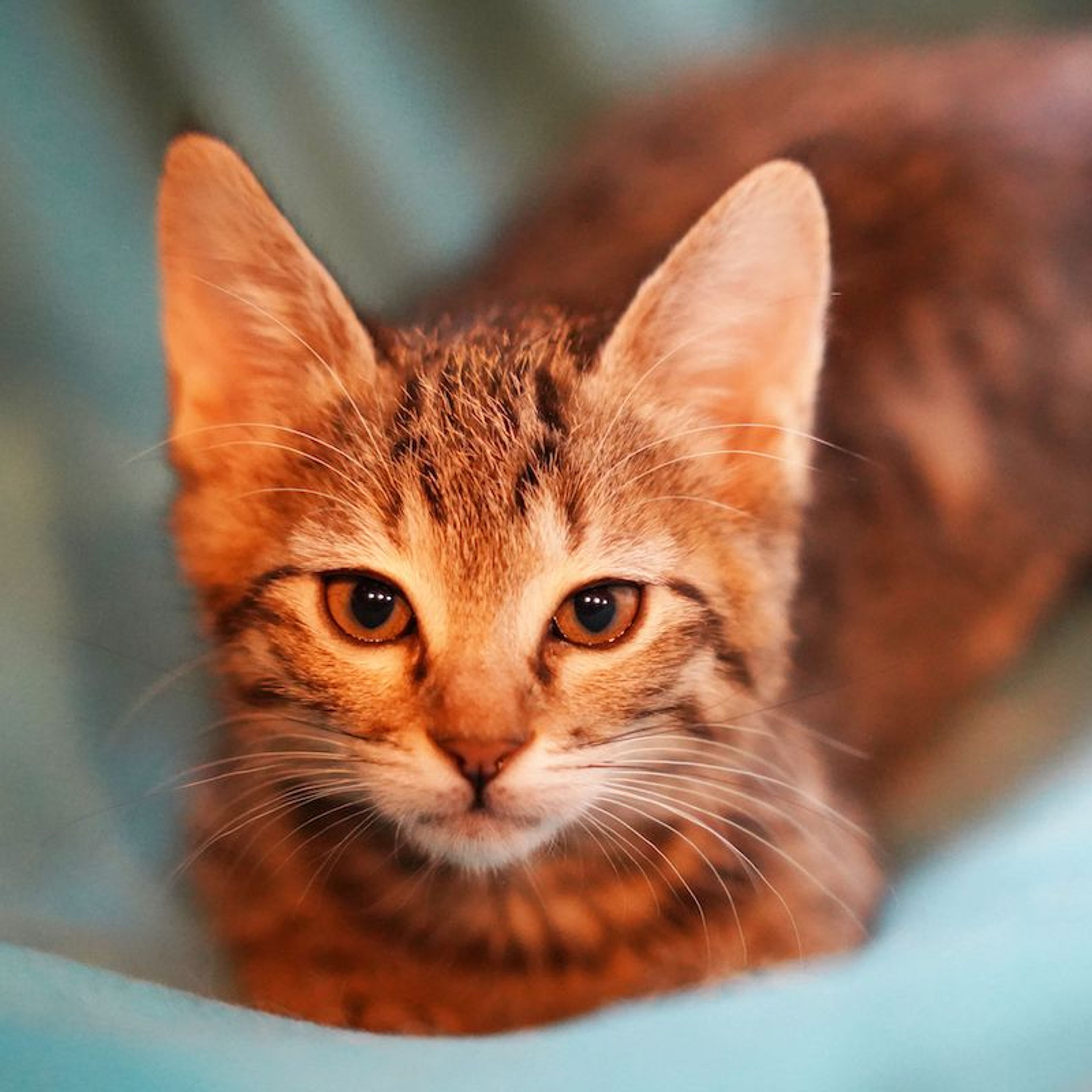 pet-image-5