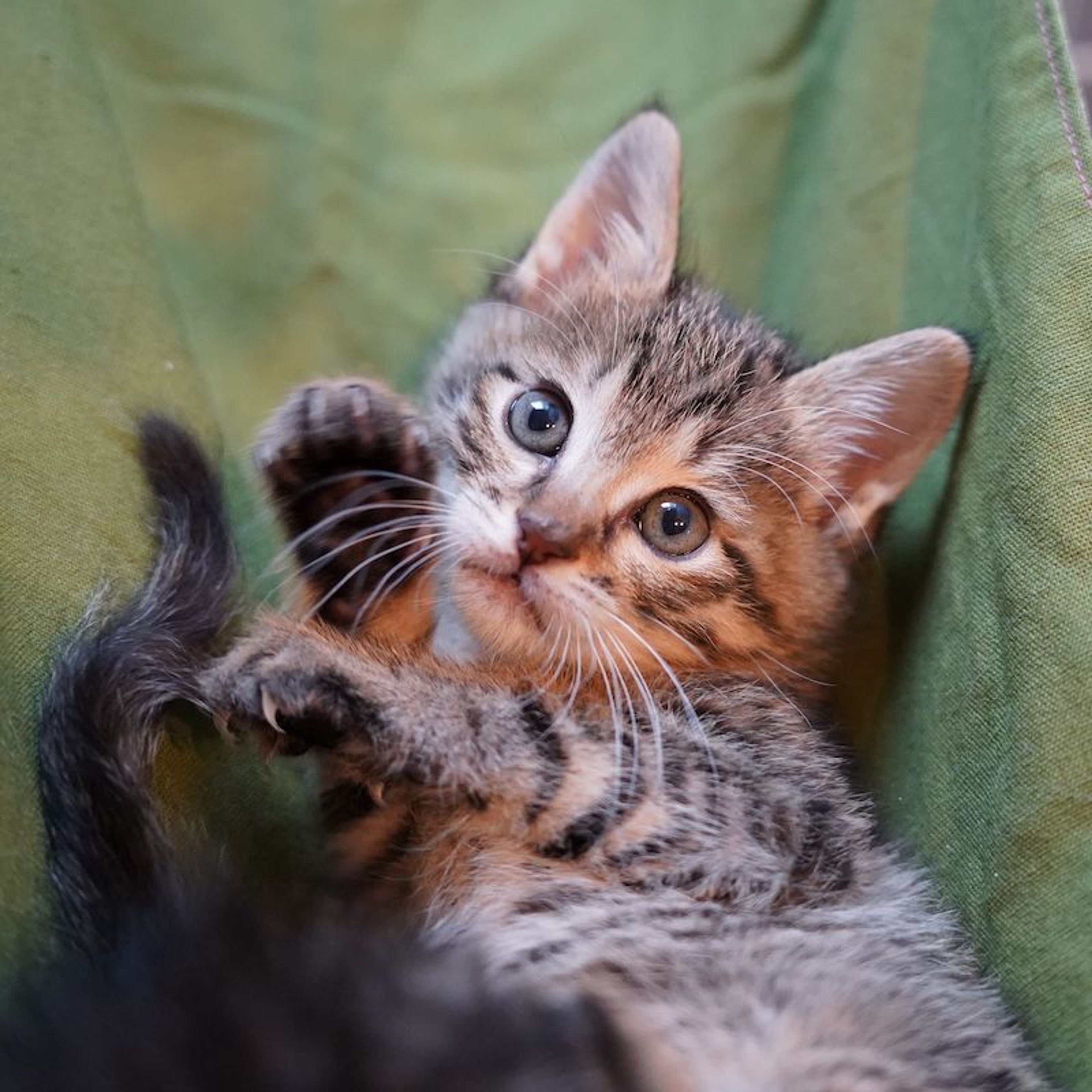 pet-image-6