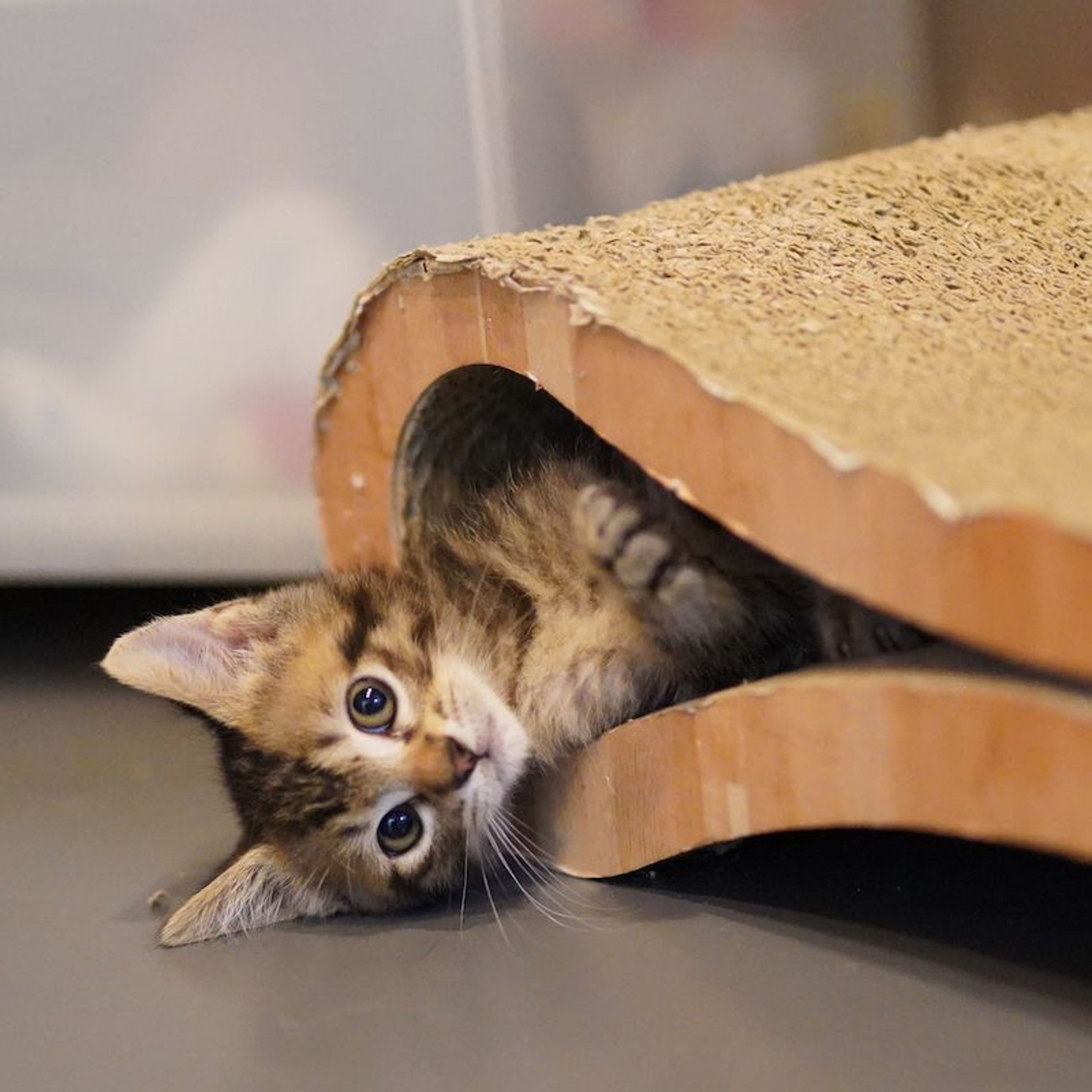 雑種（ミックス猫）・オスの里親募集の写真