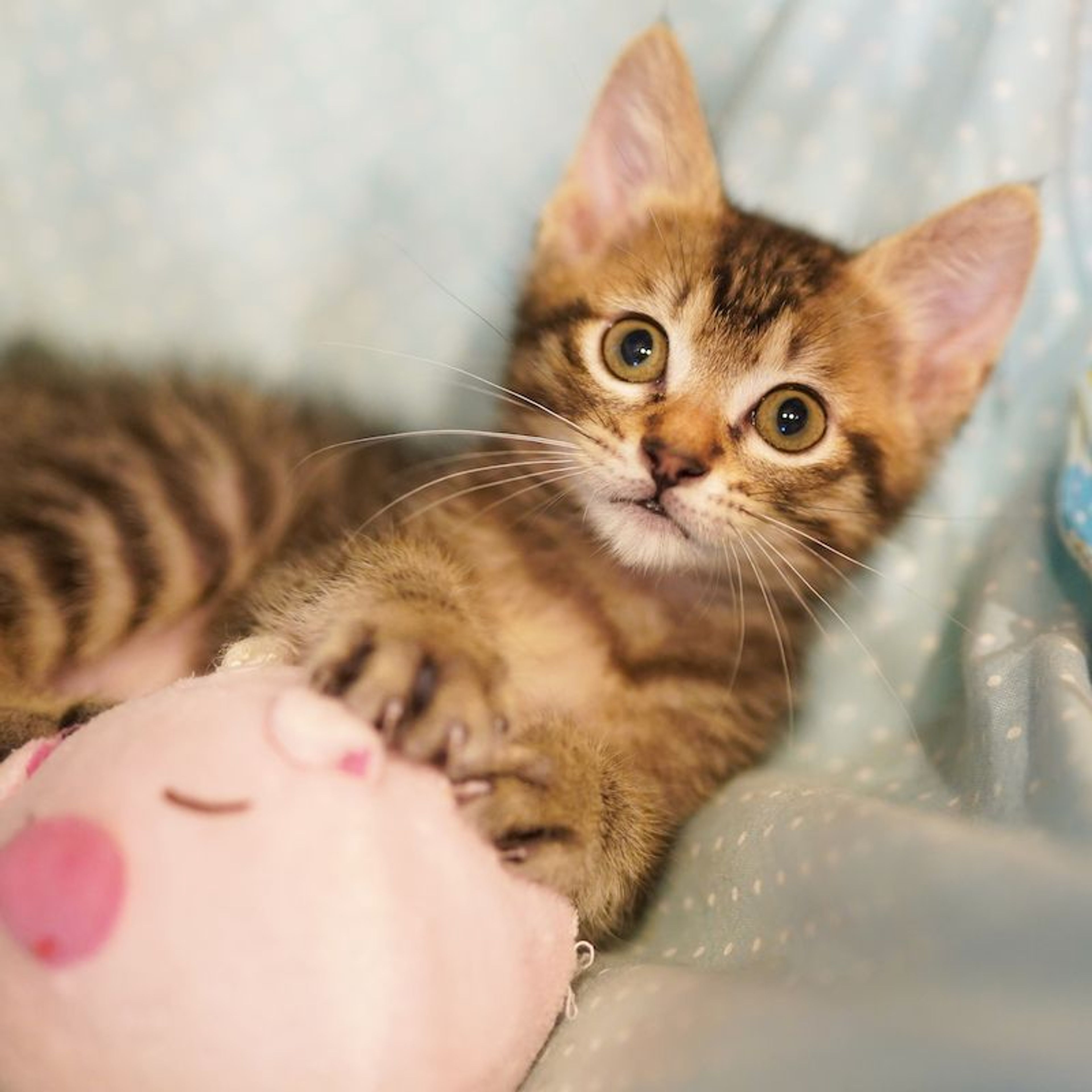 pet-image-4