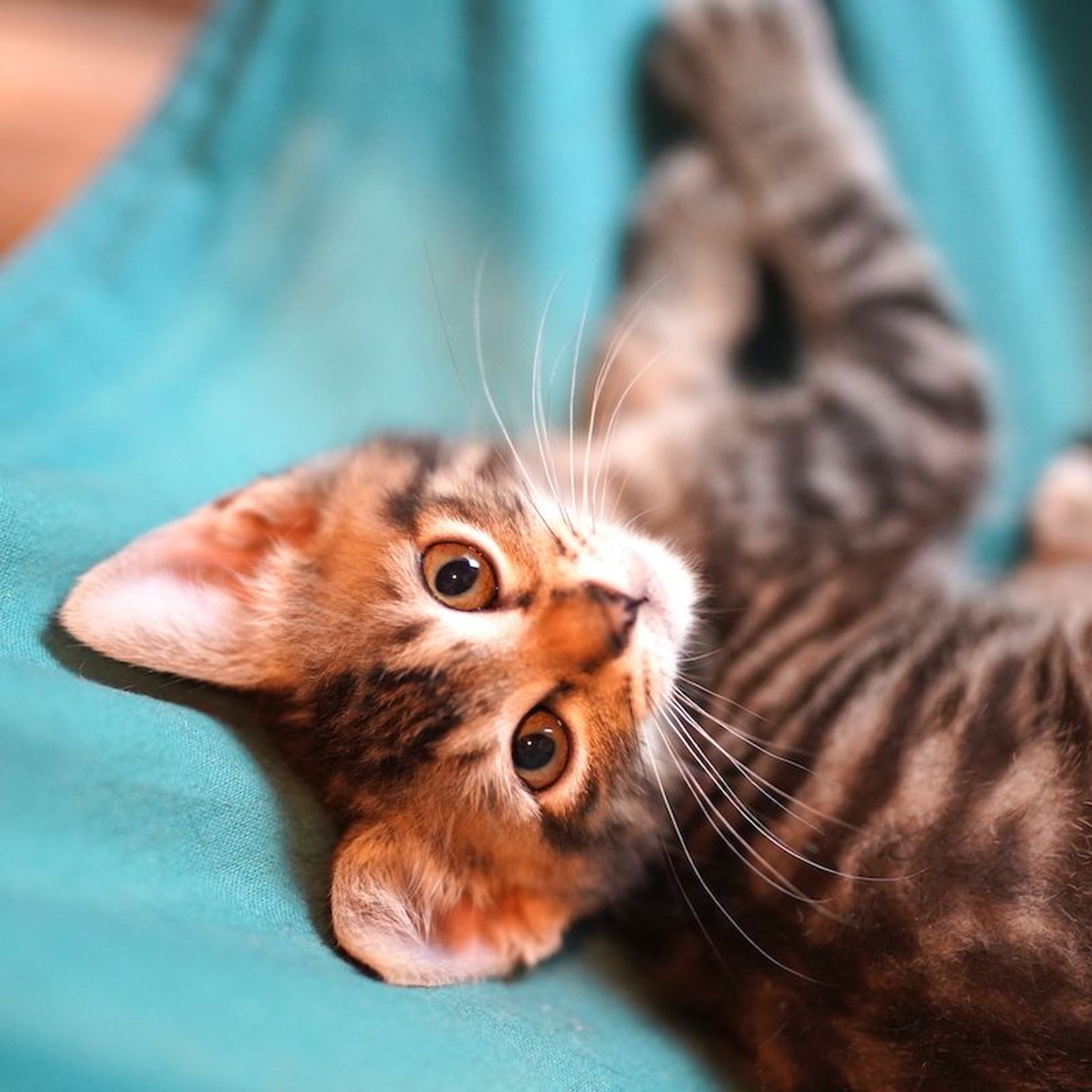 pet-image-5
