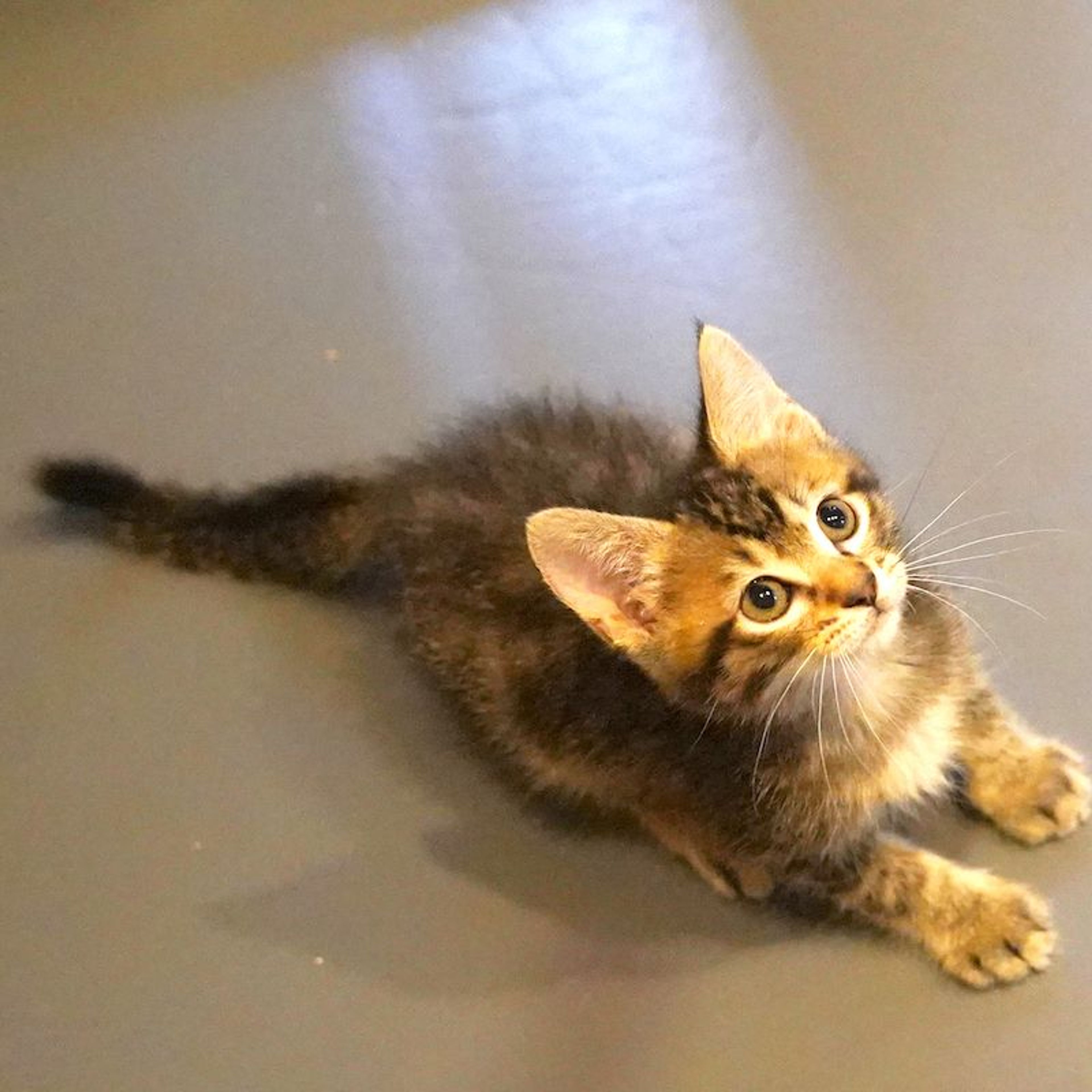 pet-image-6