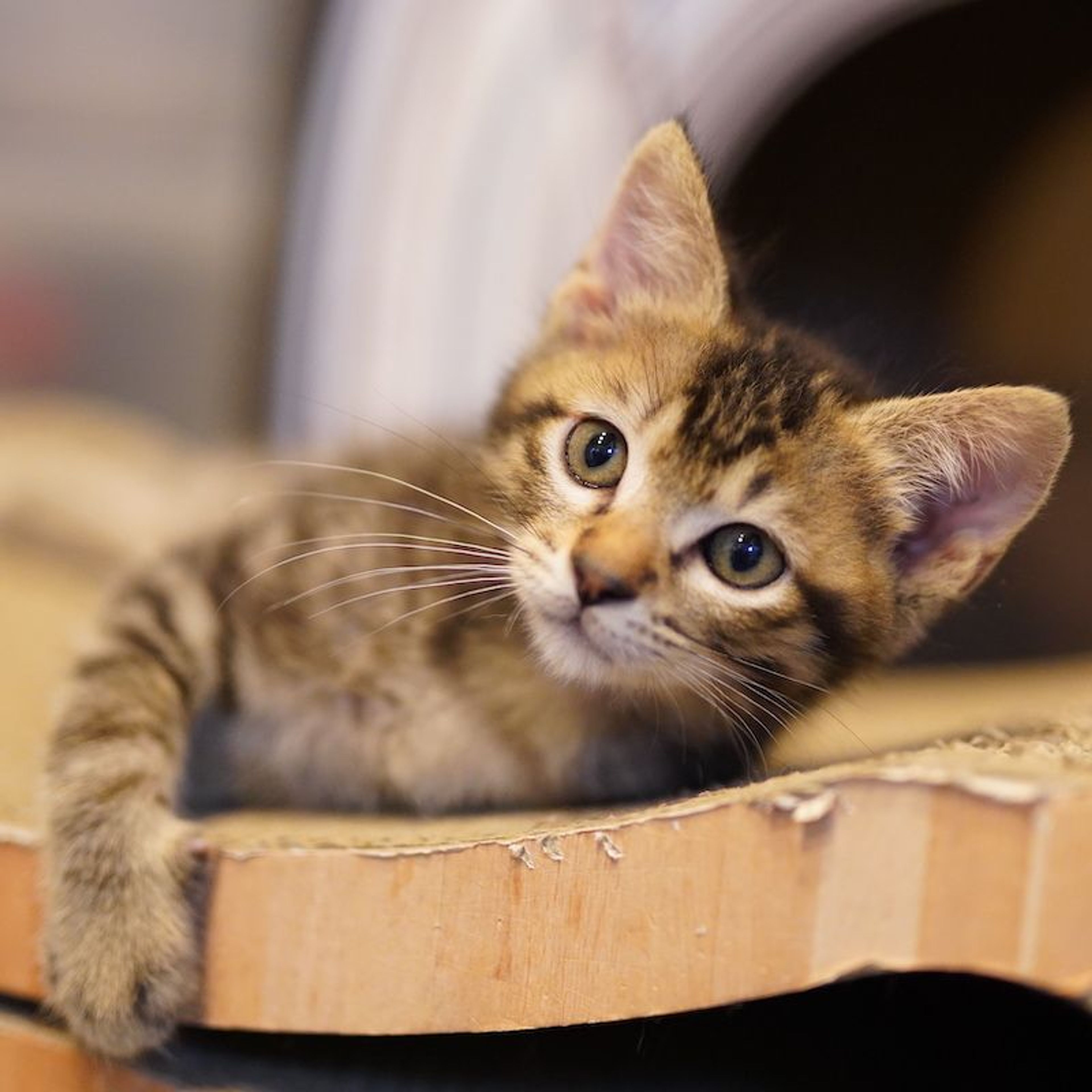 pet-image-7