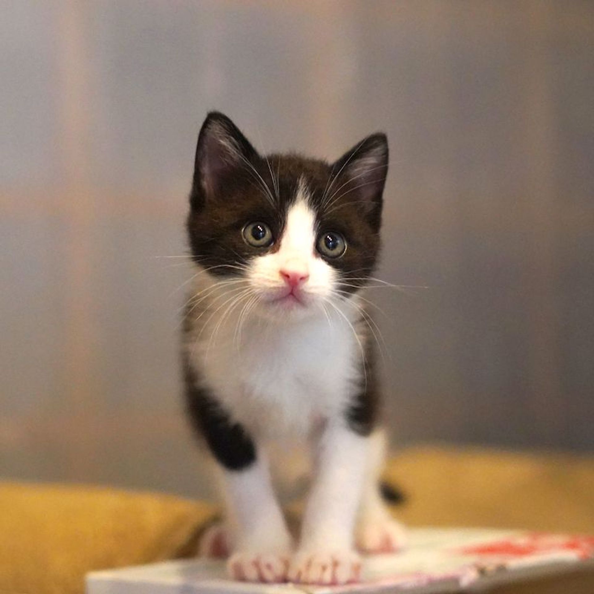 雑種（ミックス猫）・オスの里親募集の写真