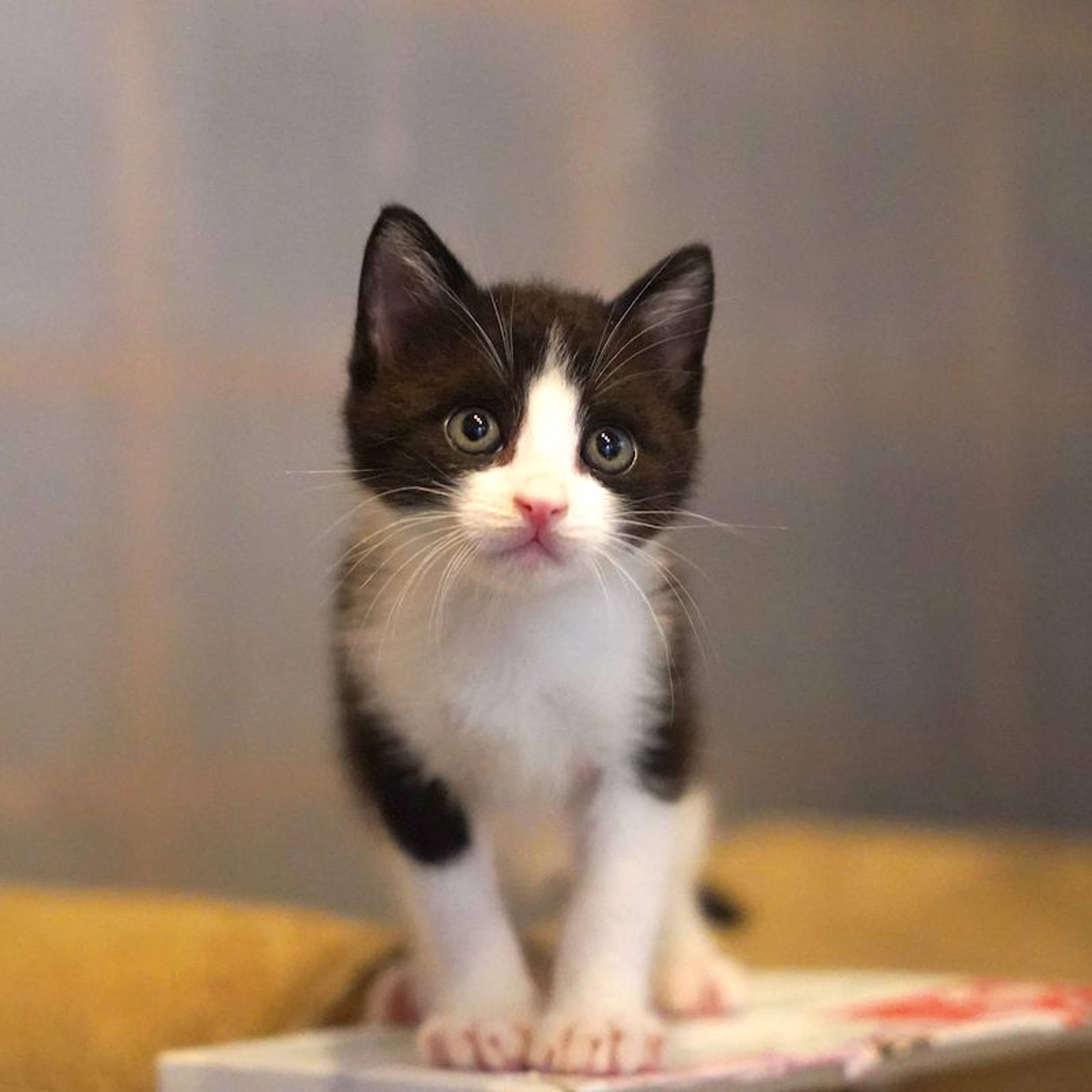 雑種（ミックス猫）・オスの里親募集の写真
