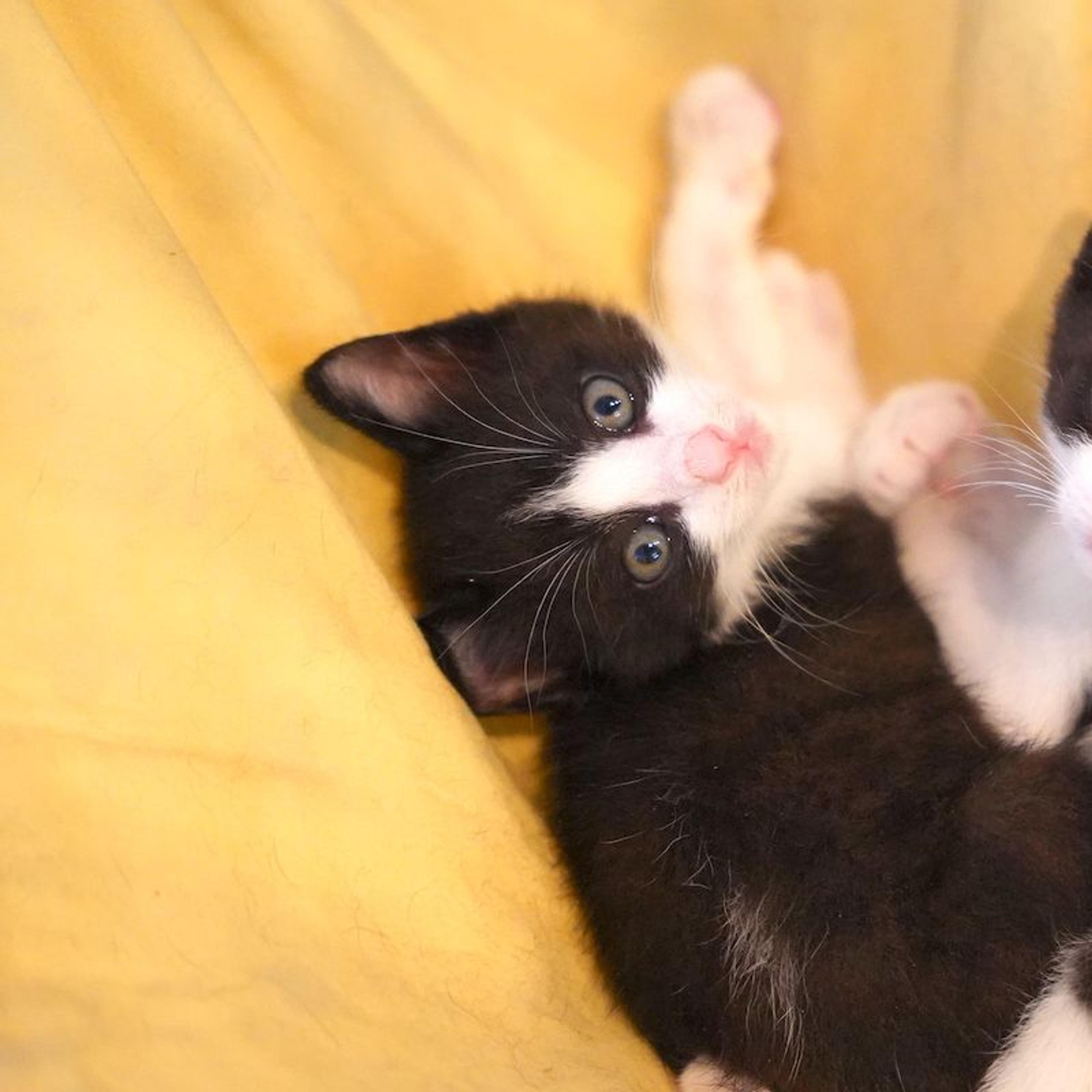 pet-image-4