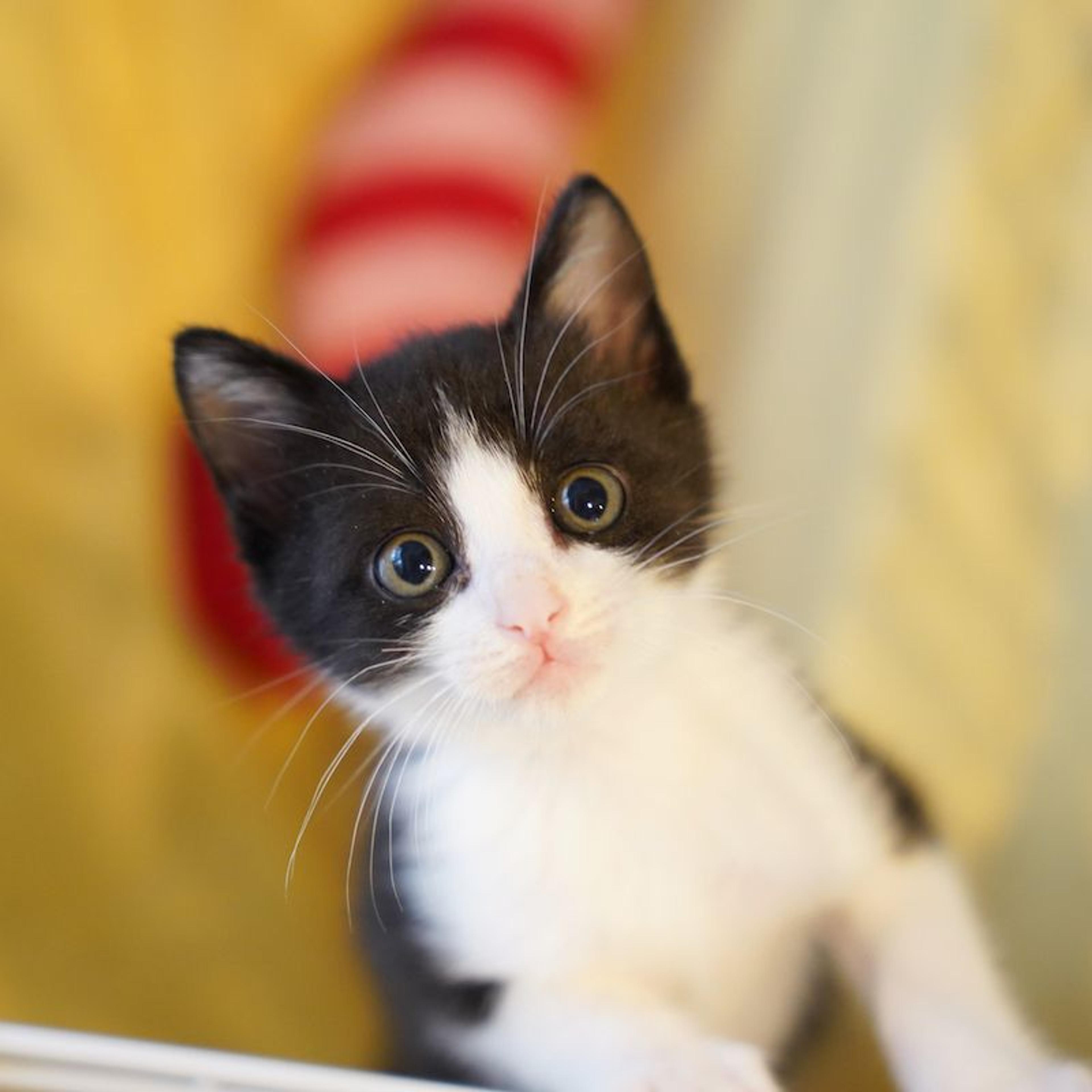 pet-image-5