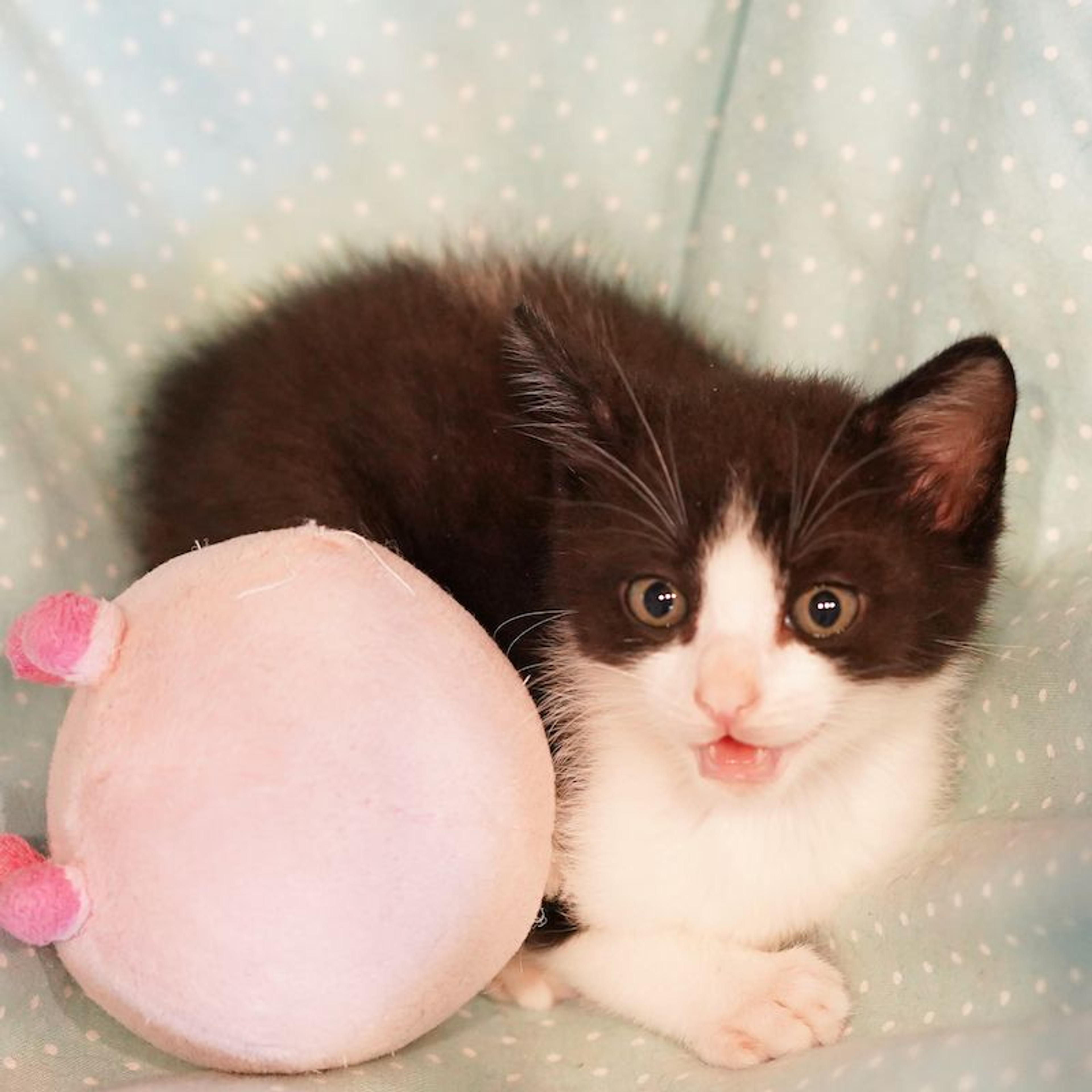 pet-image-6