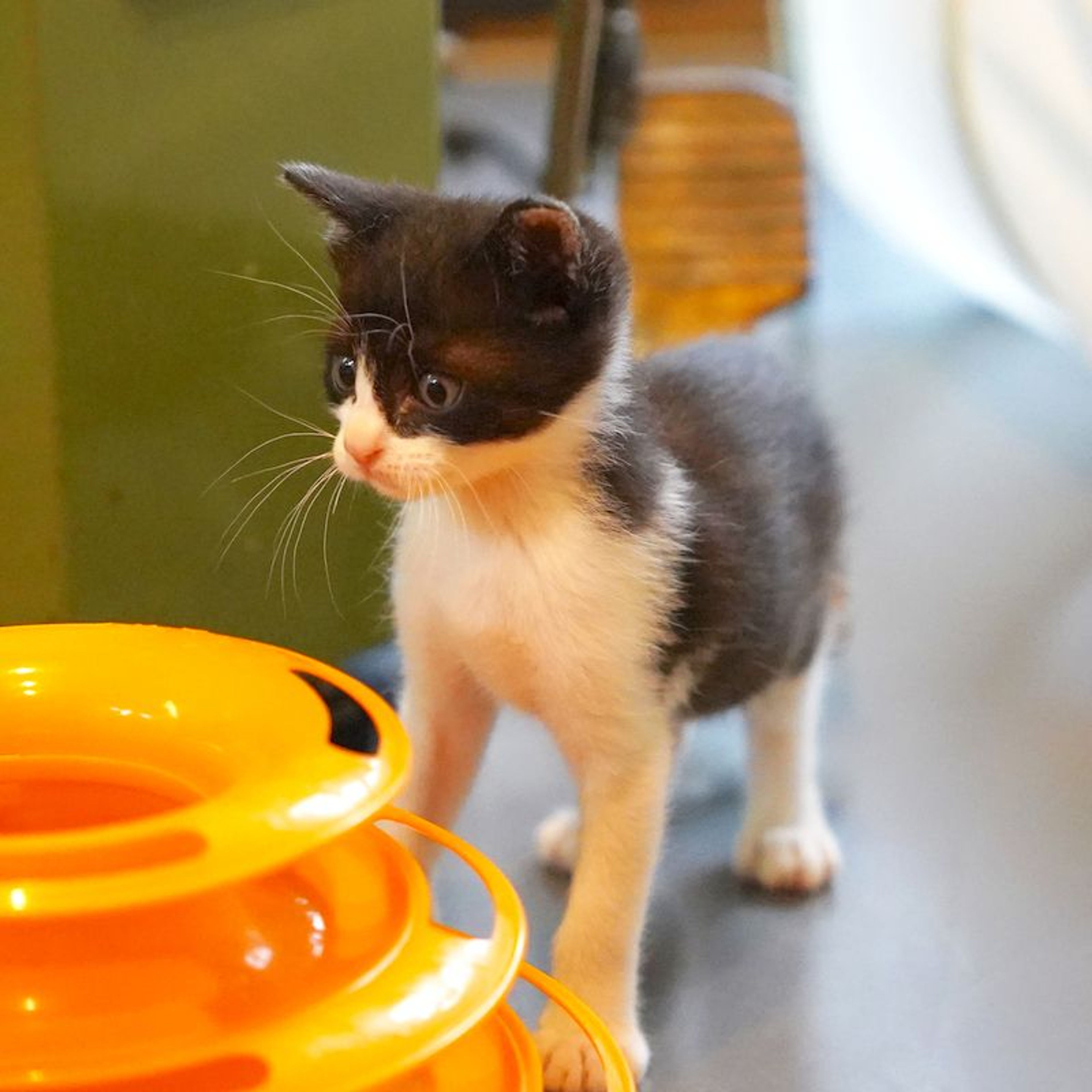 pet-image-3