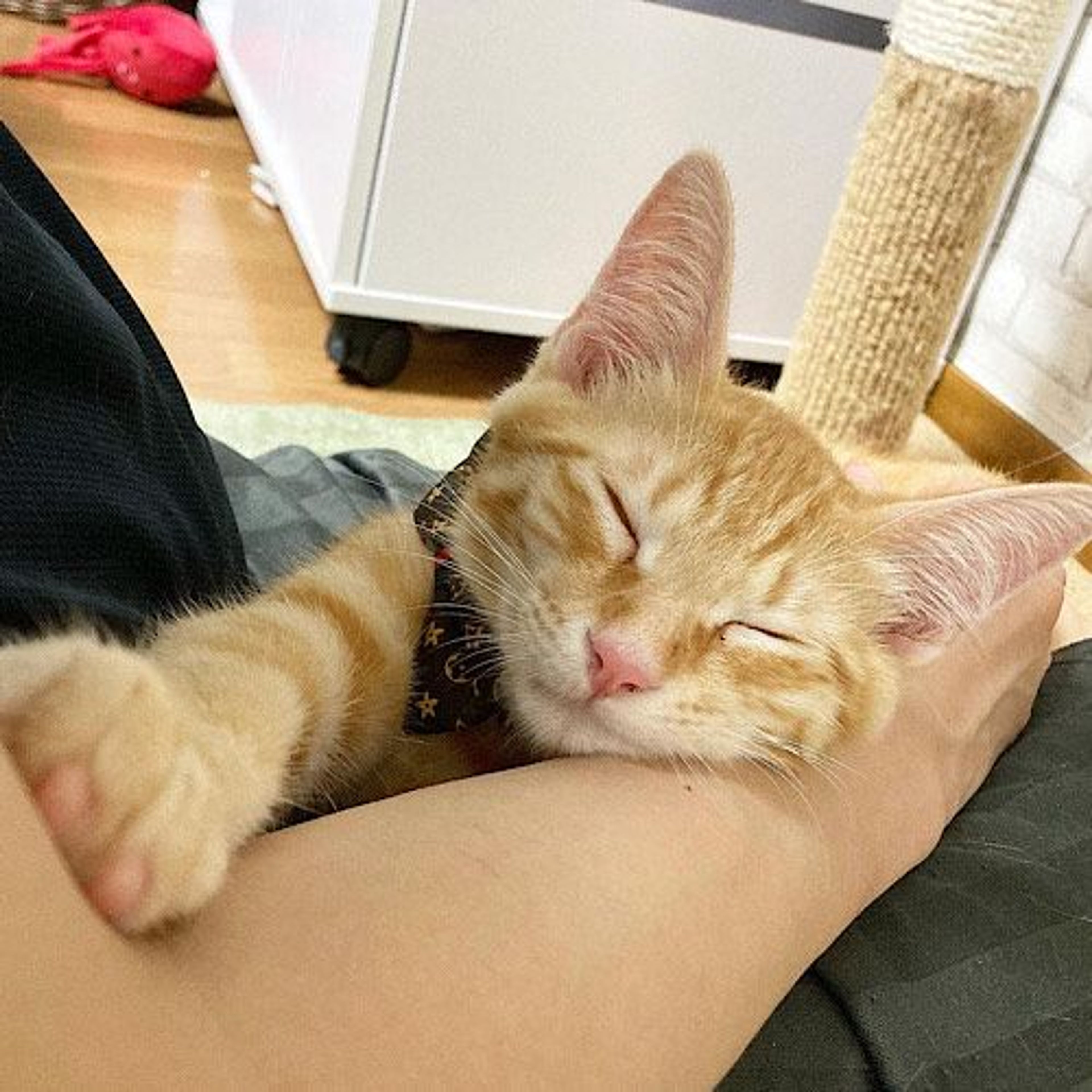 pet-image-3