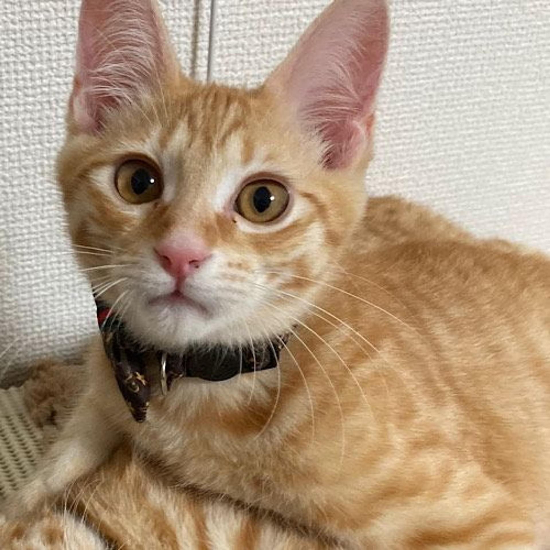 pet-image-4