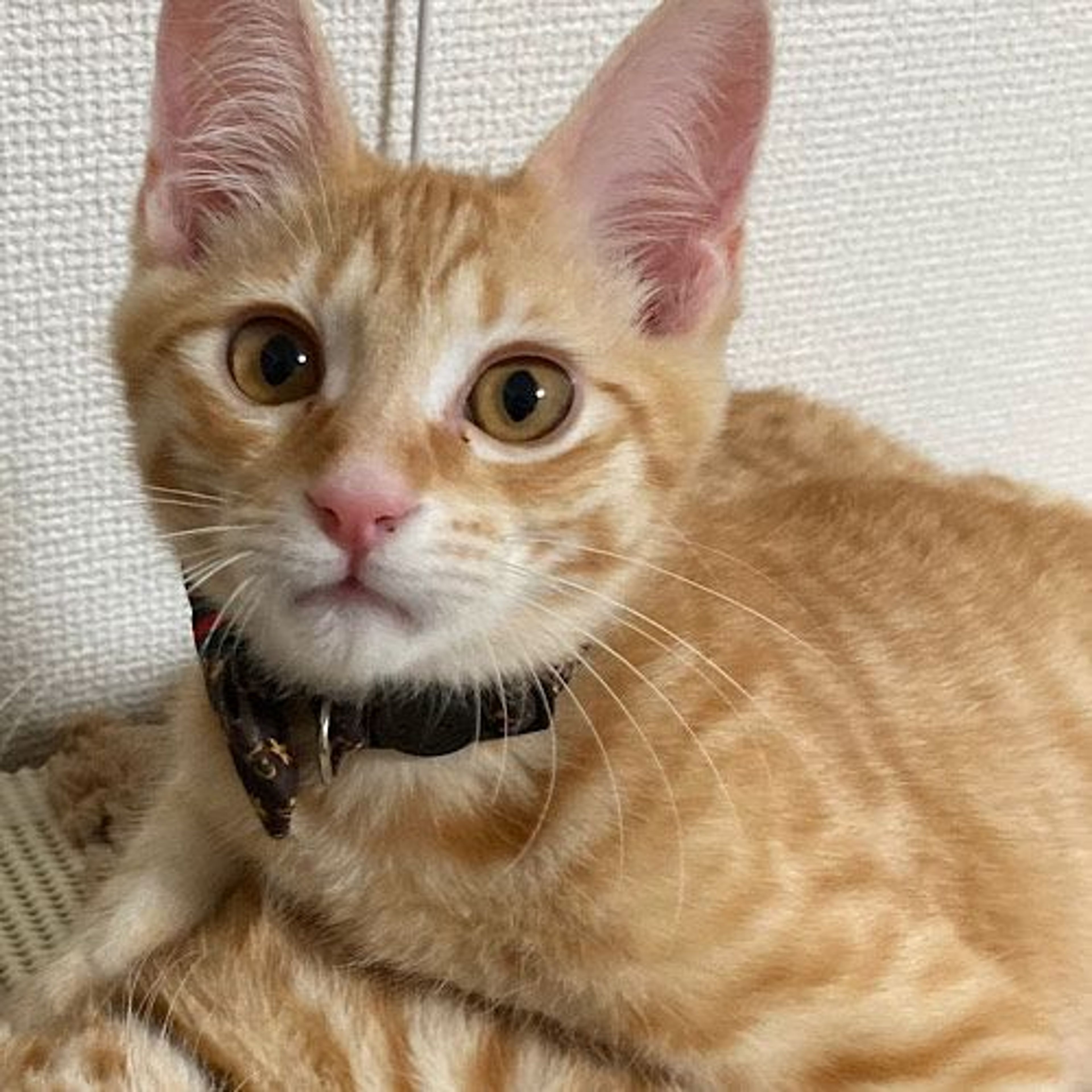 pet-image-4