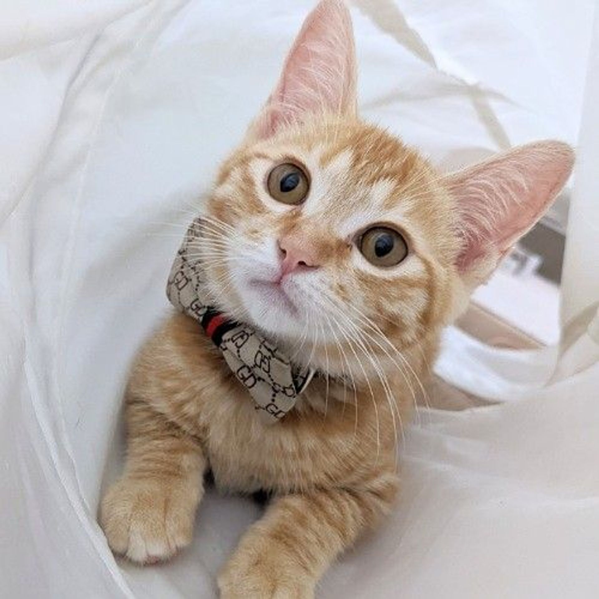 雑種（ミックス猫）・メスの里親募集の写真