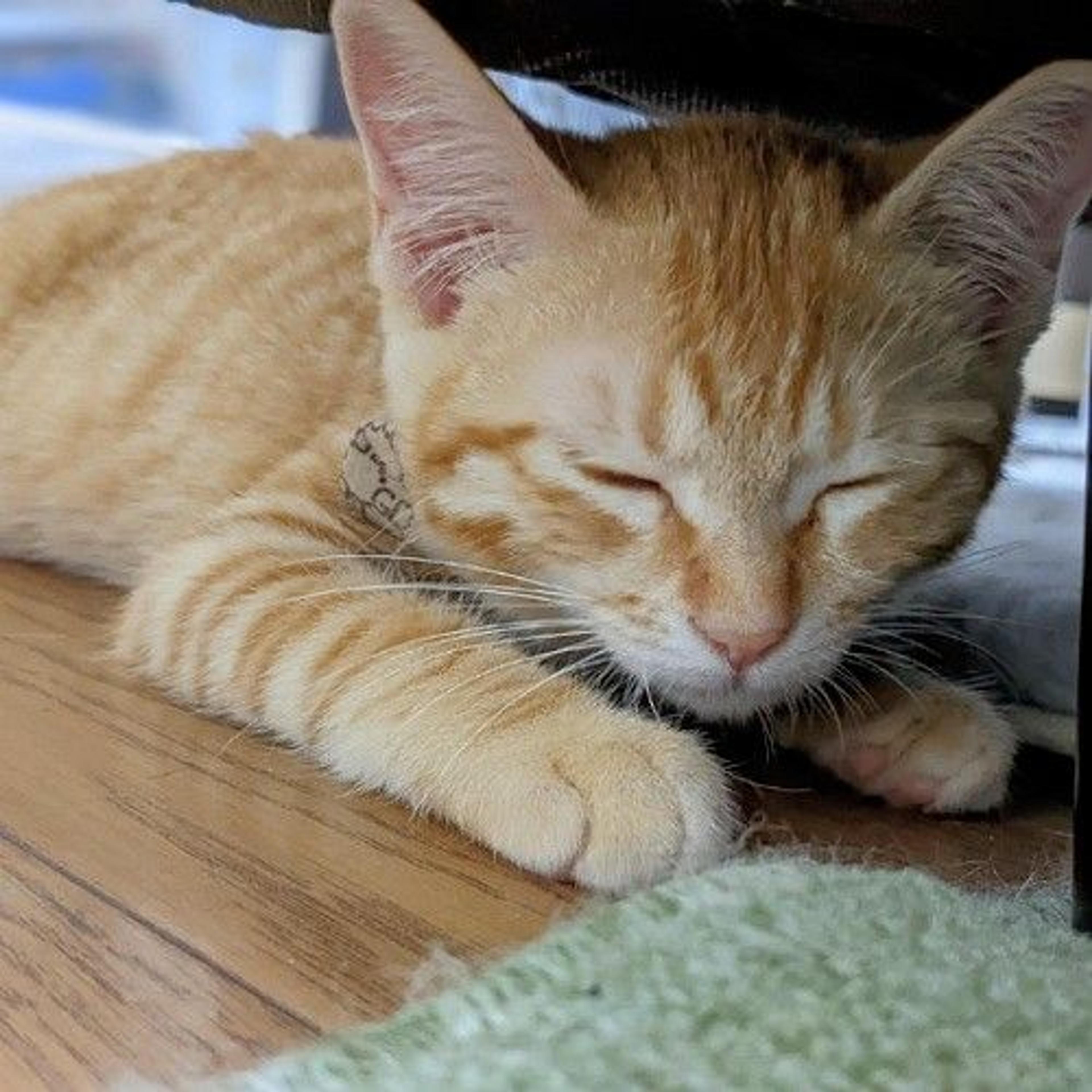 pet-image-3