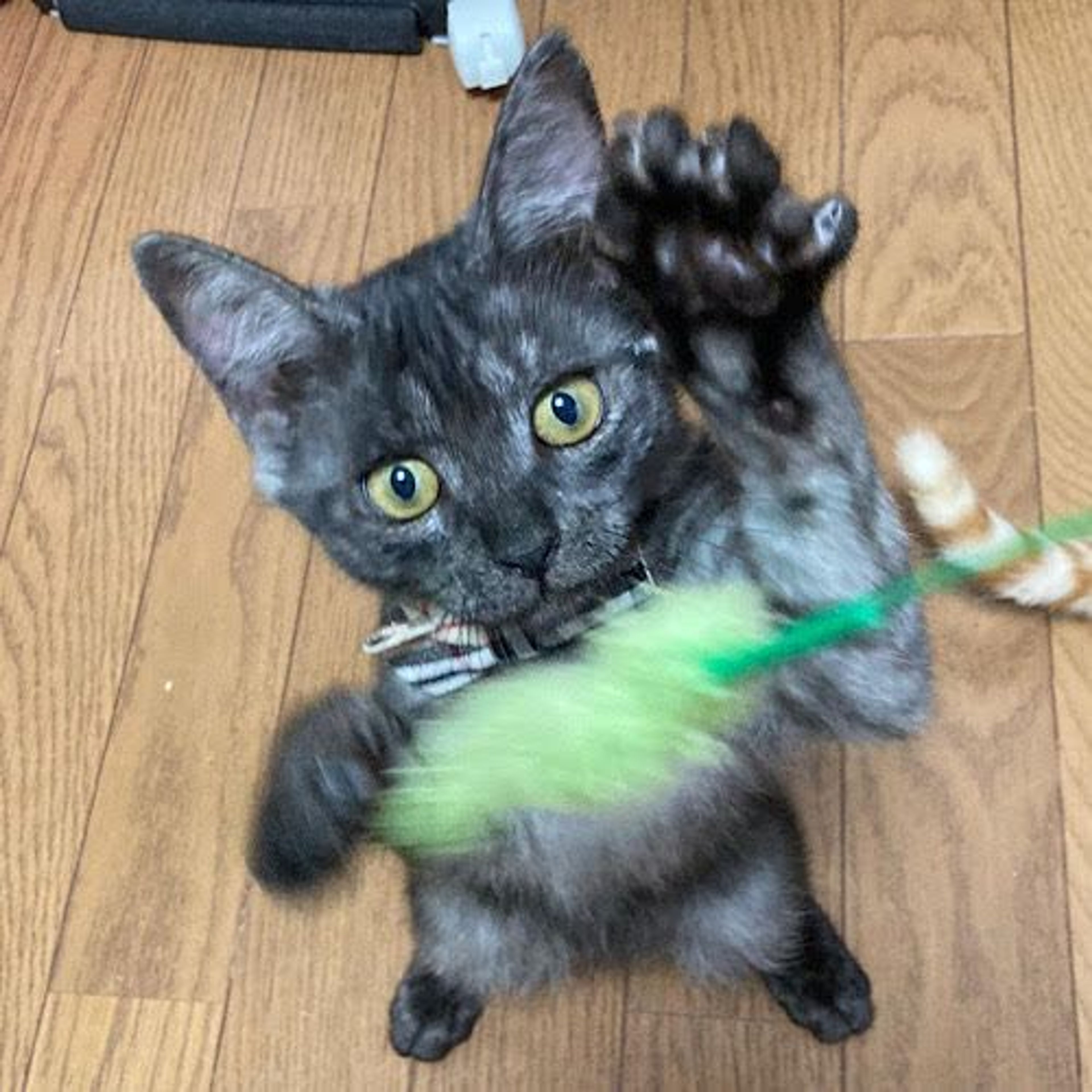 pet-image-3