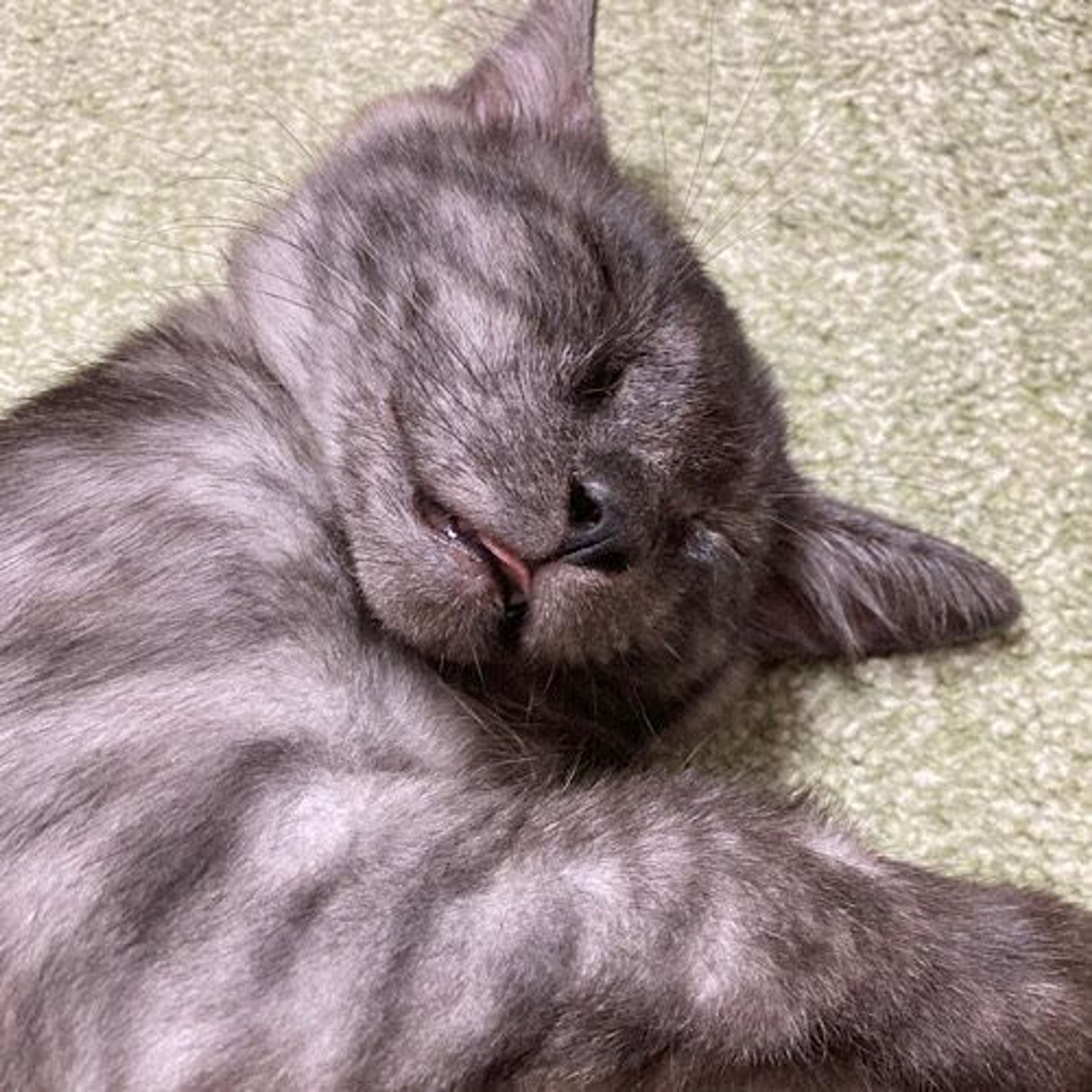 pet-image-4