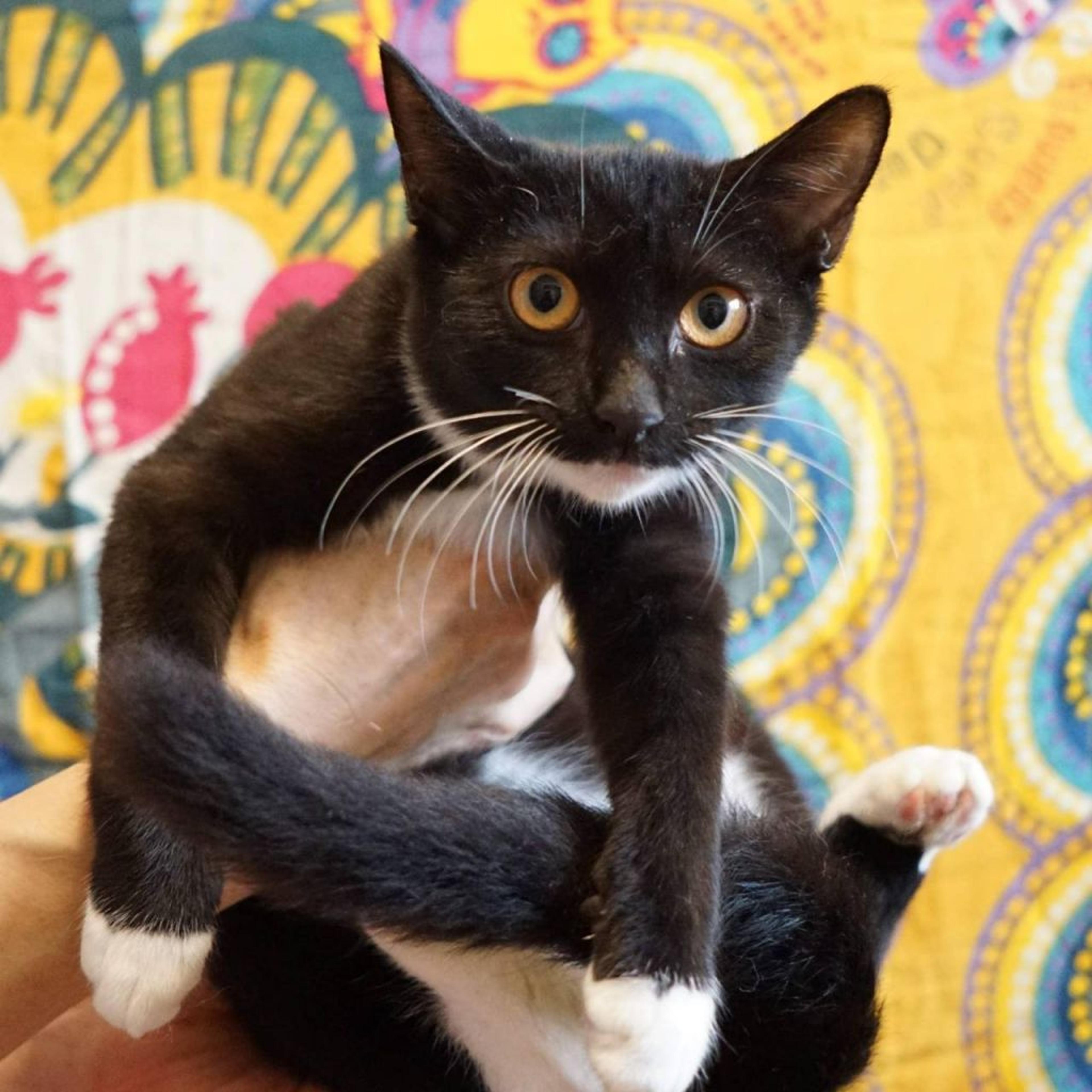 pet-image-2