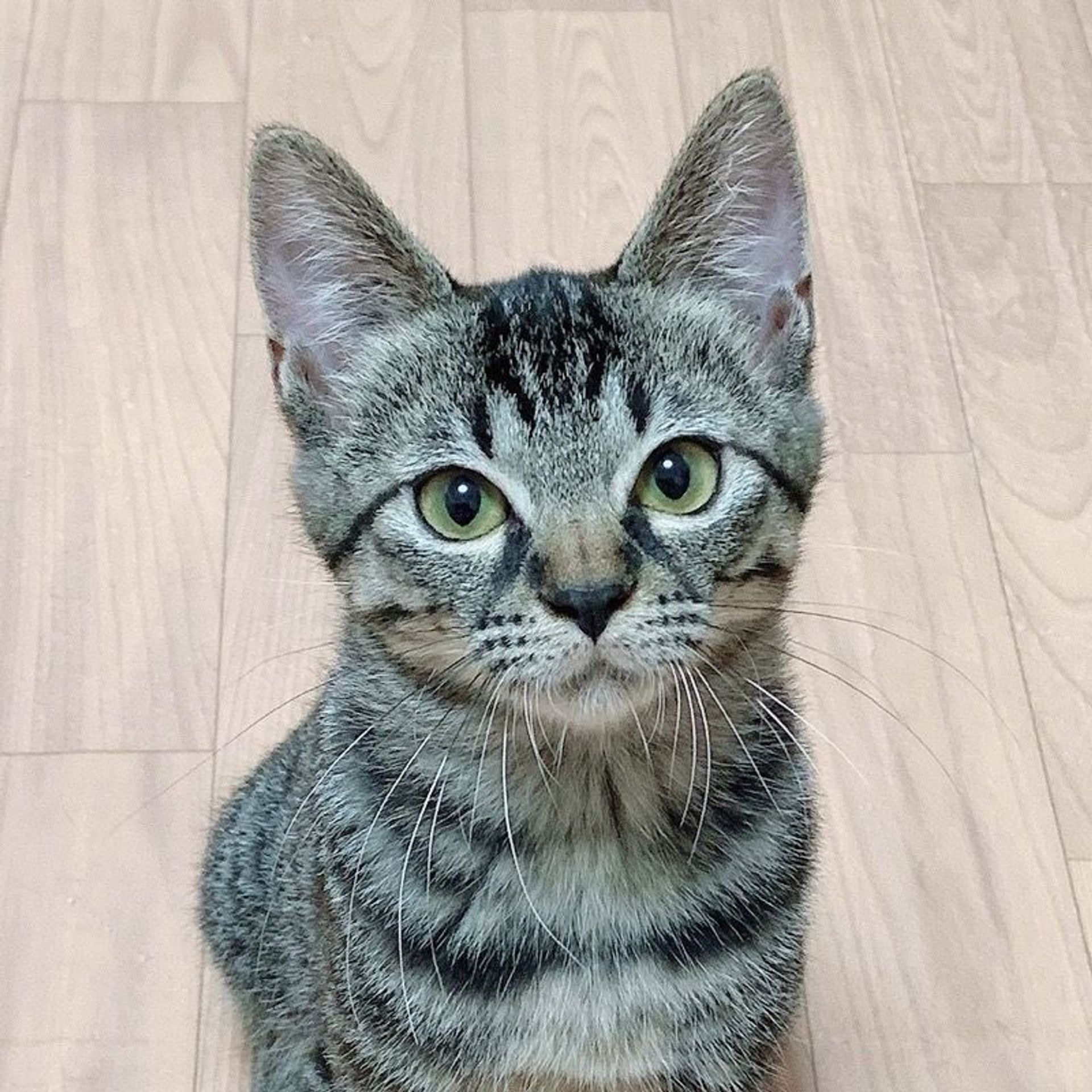 雑種（ミックス猫）・メスの里親募集の写真