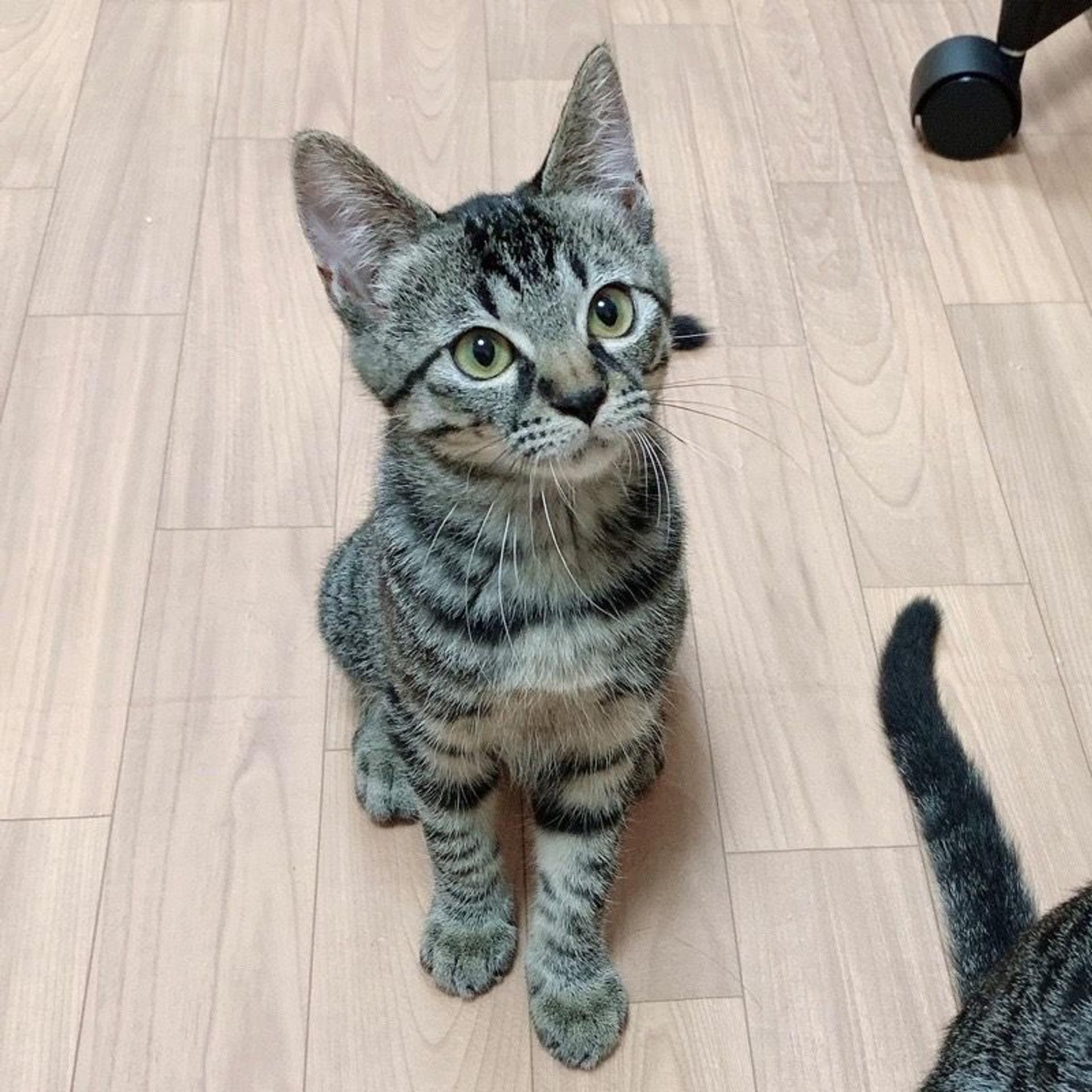 pet-image-2