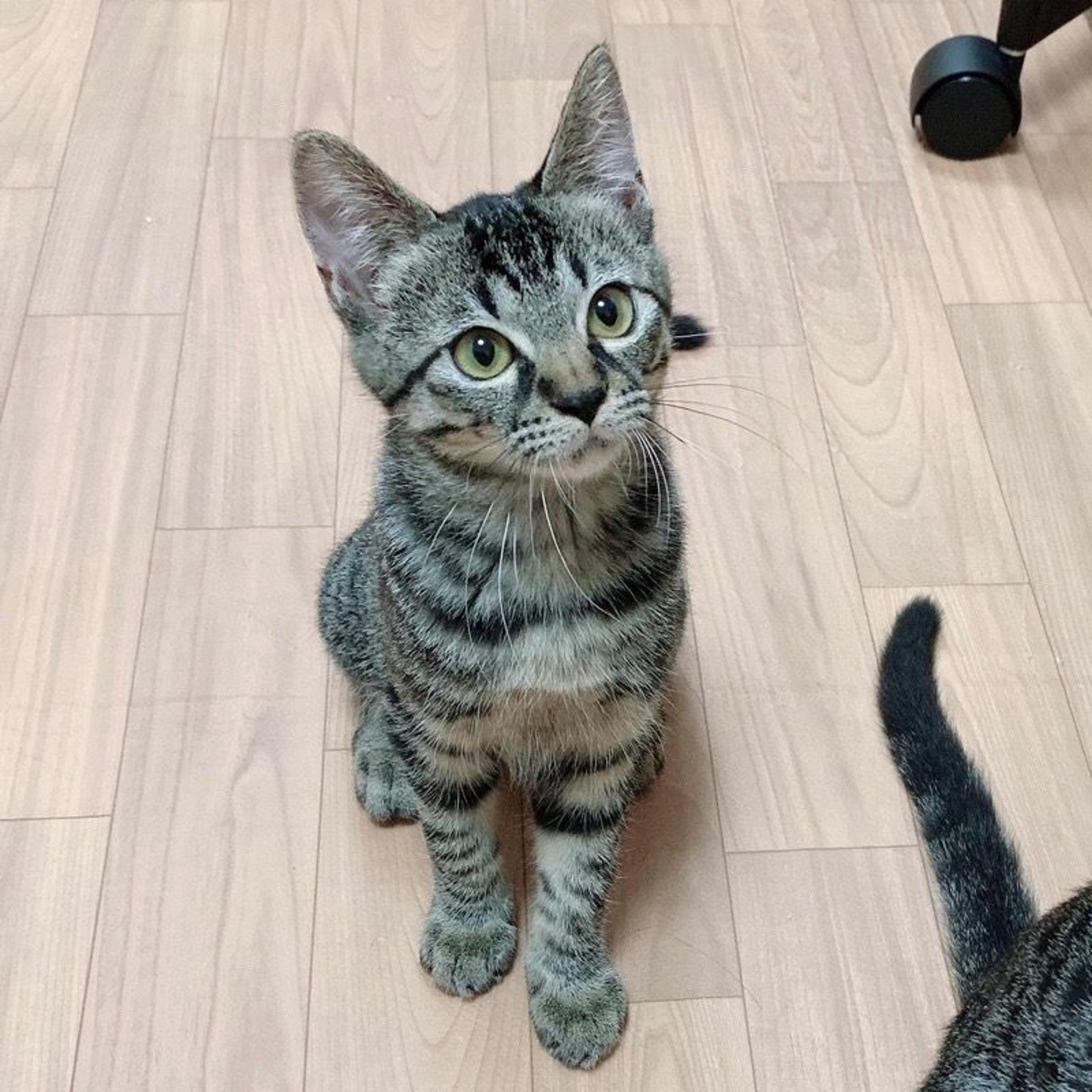 pet-image-2
