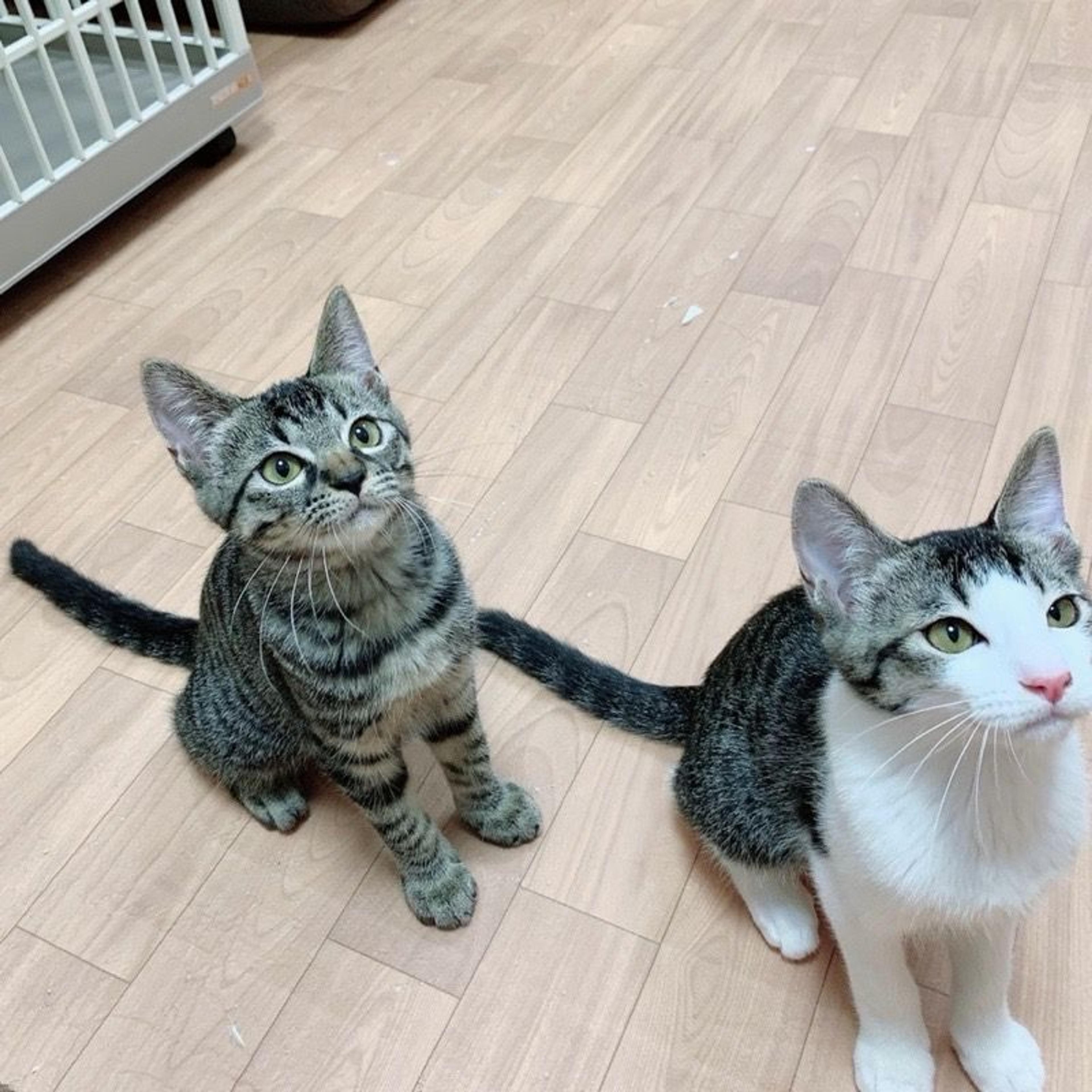 pet-image-4