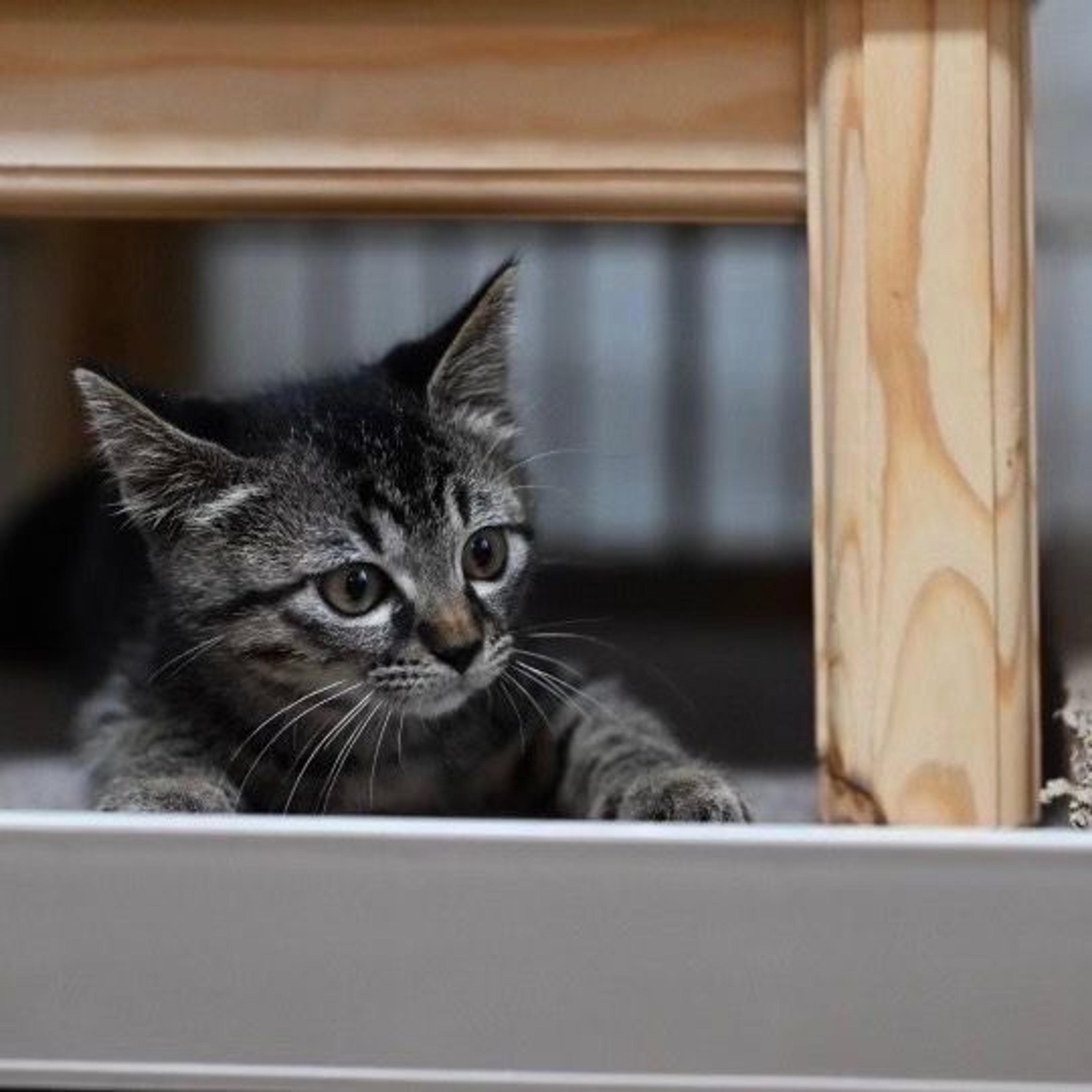 pet-image-6