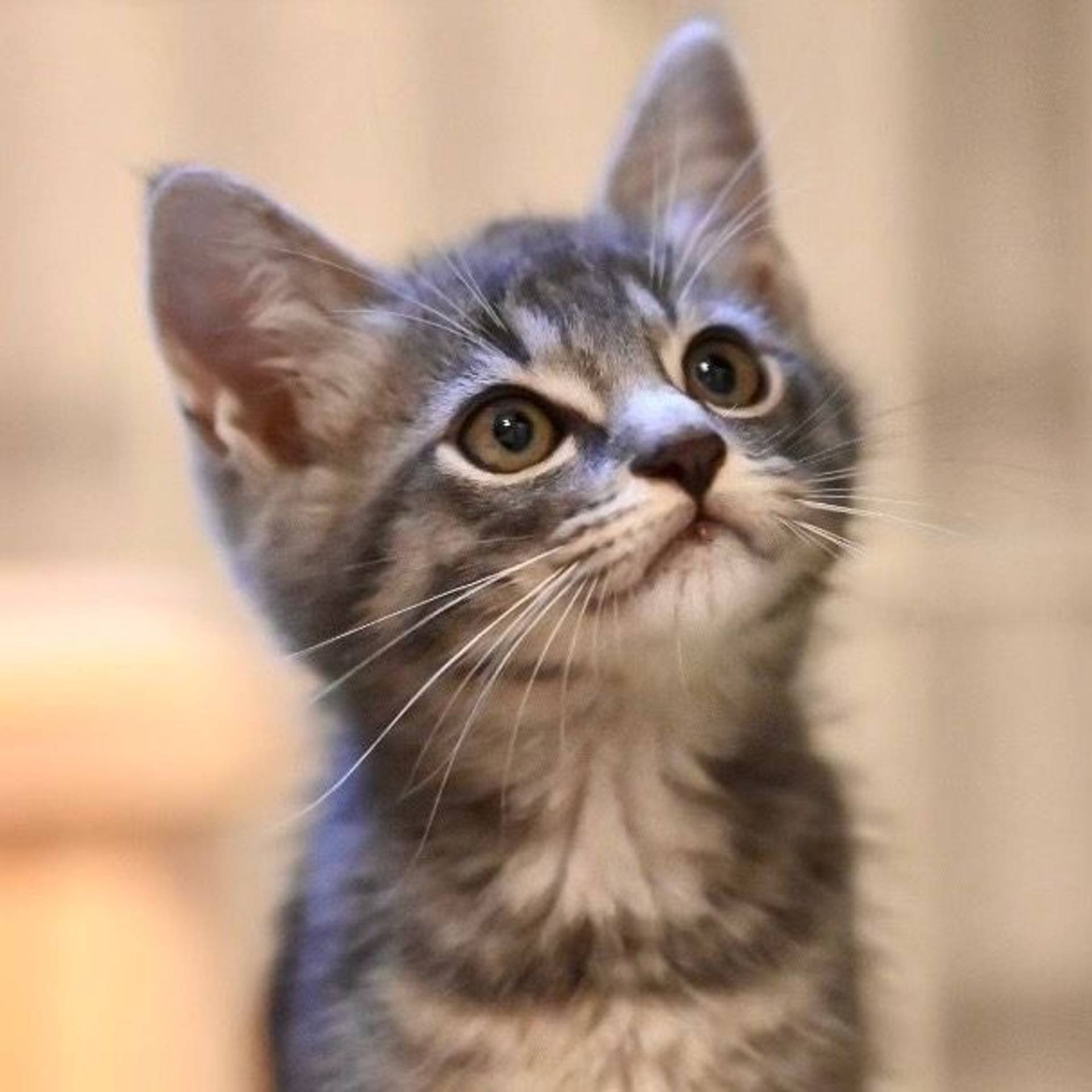 雑種（ミックス猫）・オスの里親募集の写真