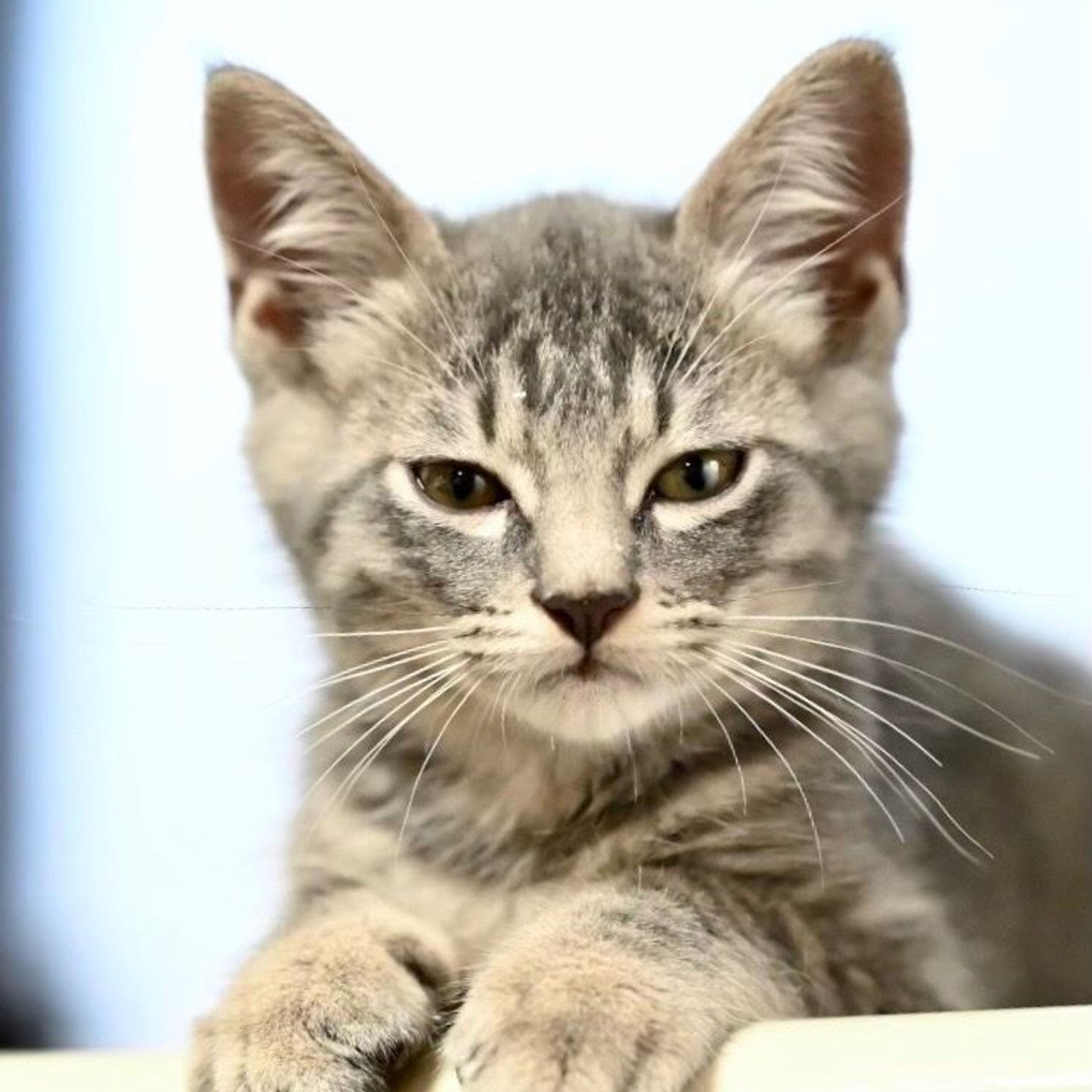 pet-image-6