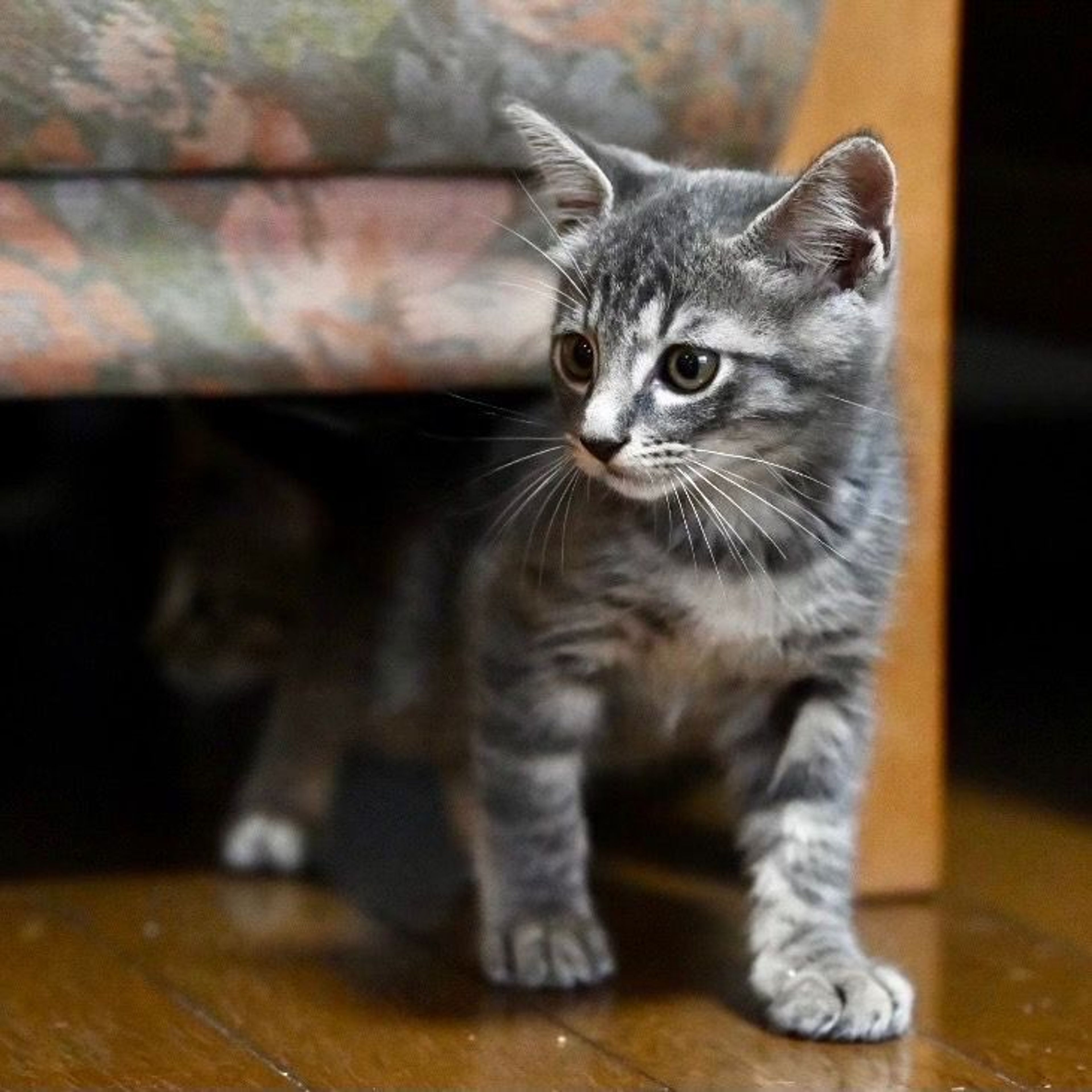 pet-image-7