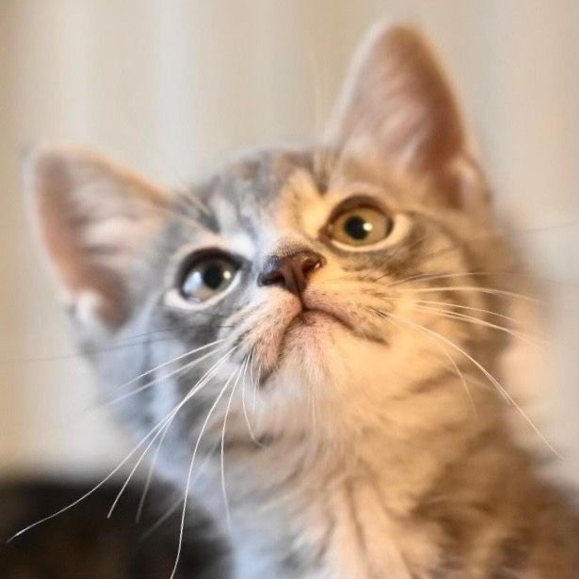 pet-image-8