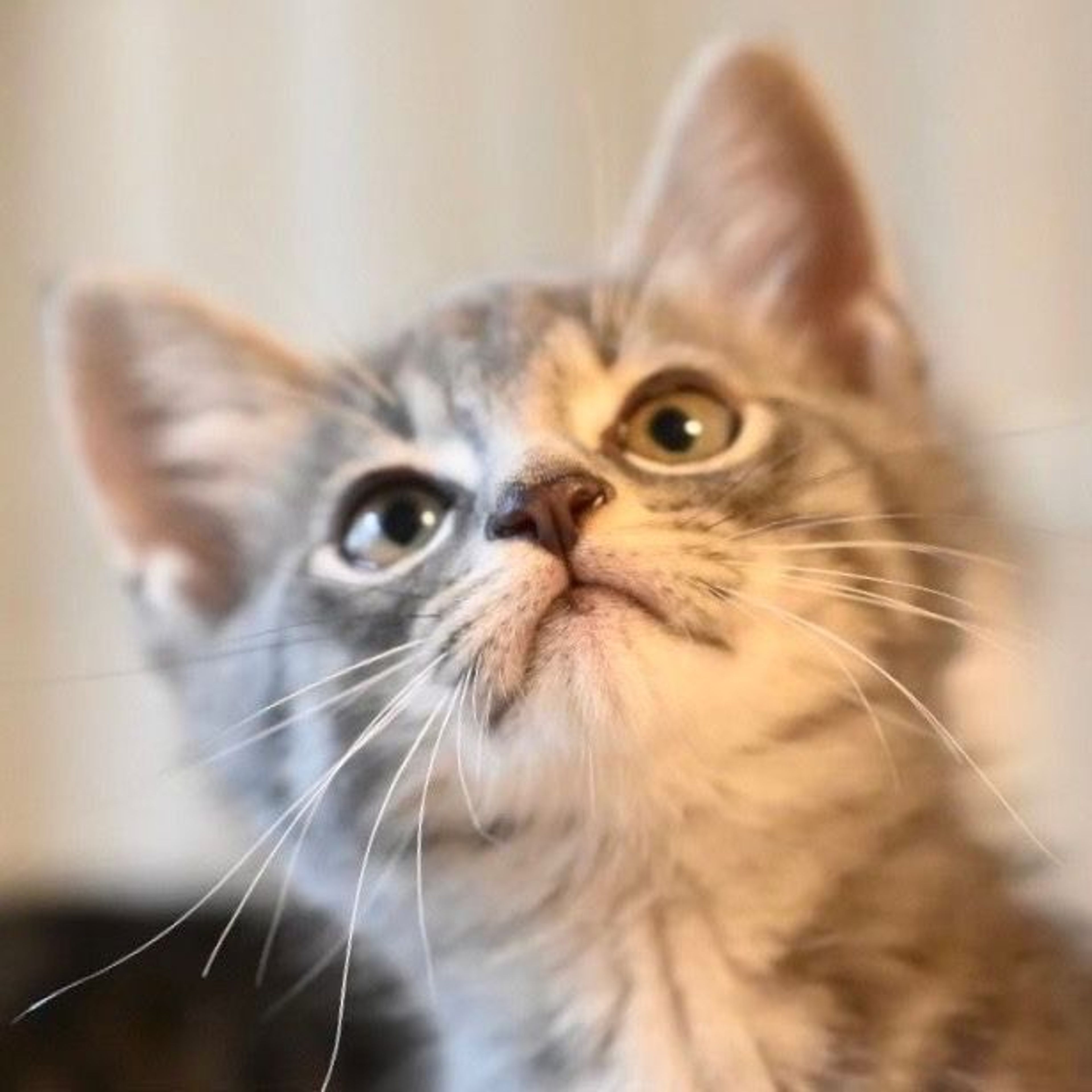 pet-image-8