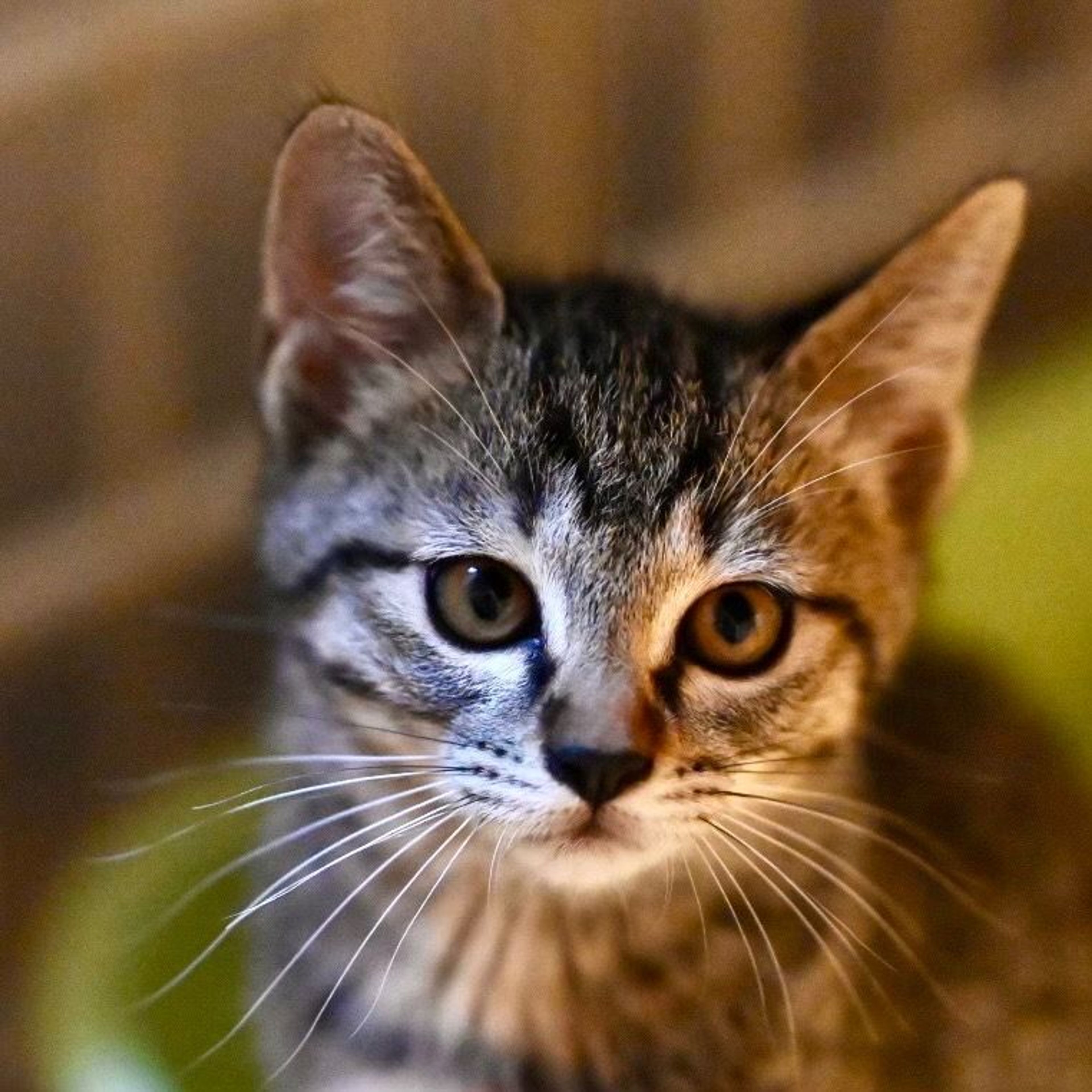 雑種（ミックス猫）・メスの里親募集の写真
