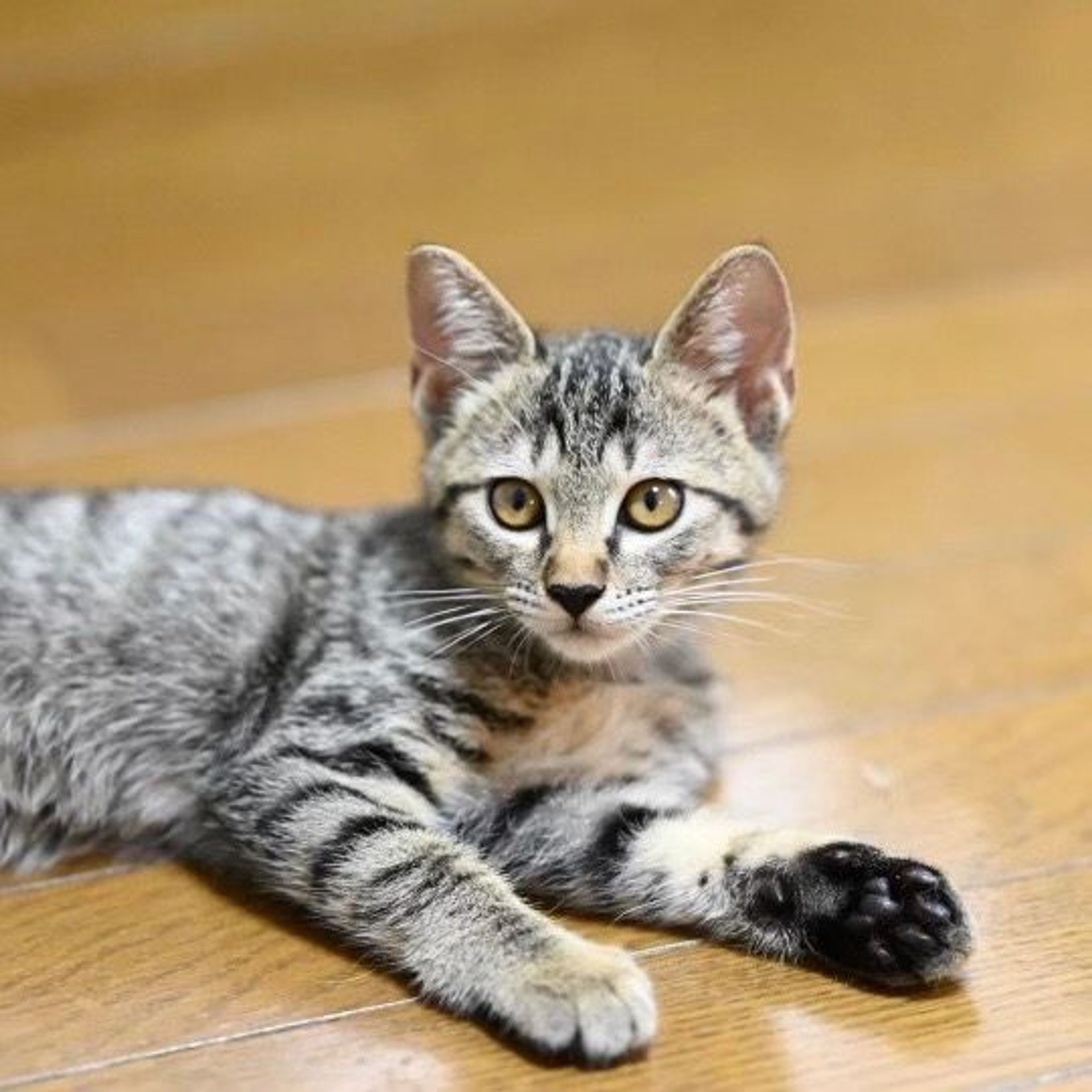 pet-image-3