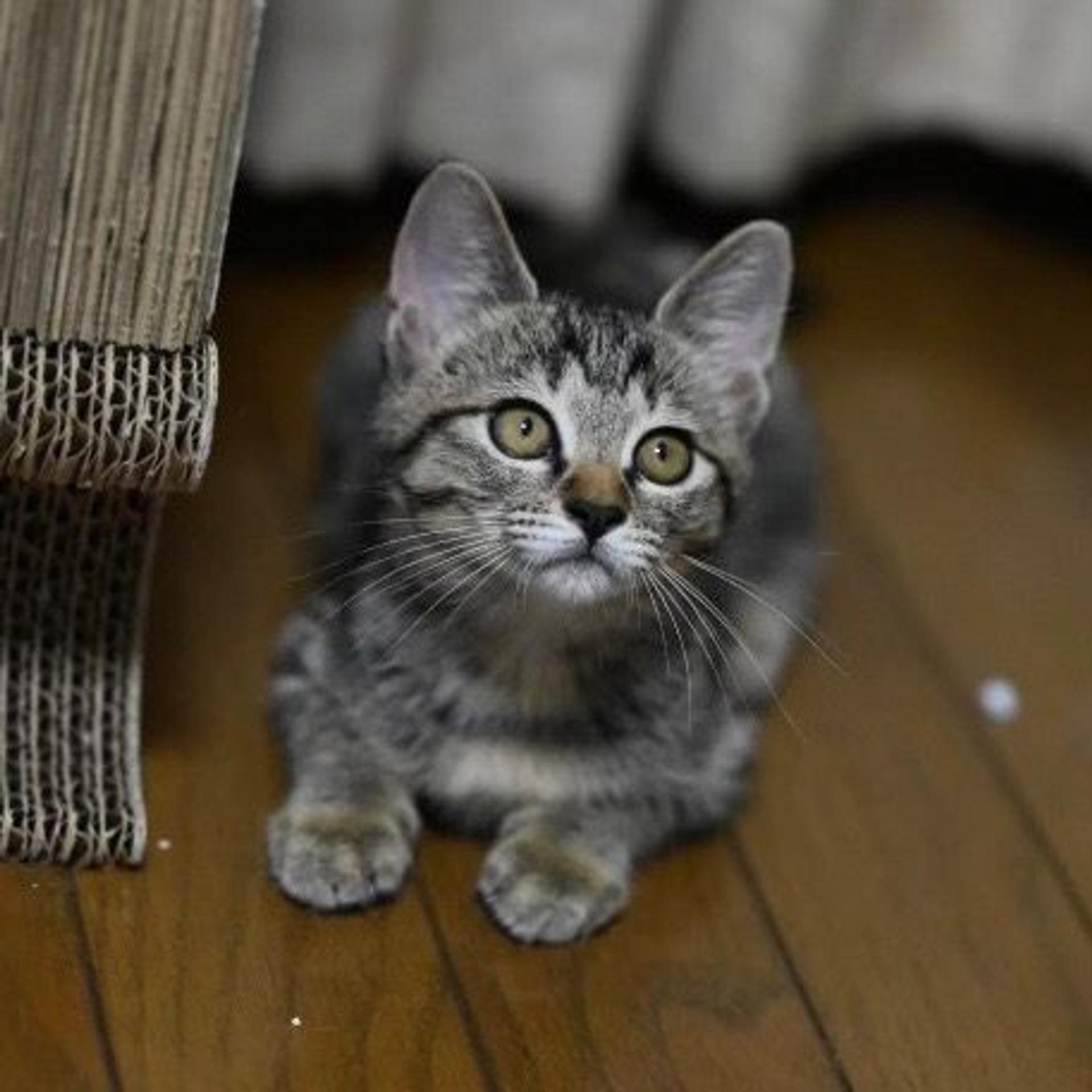 pet-image-4