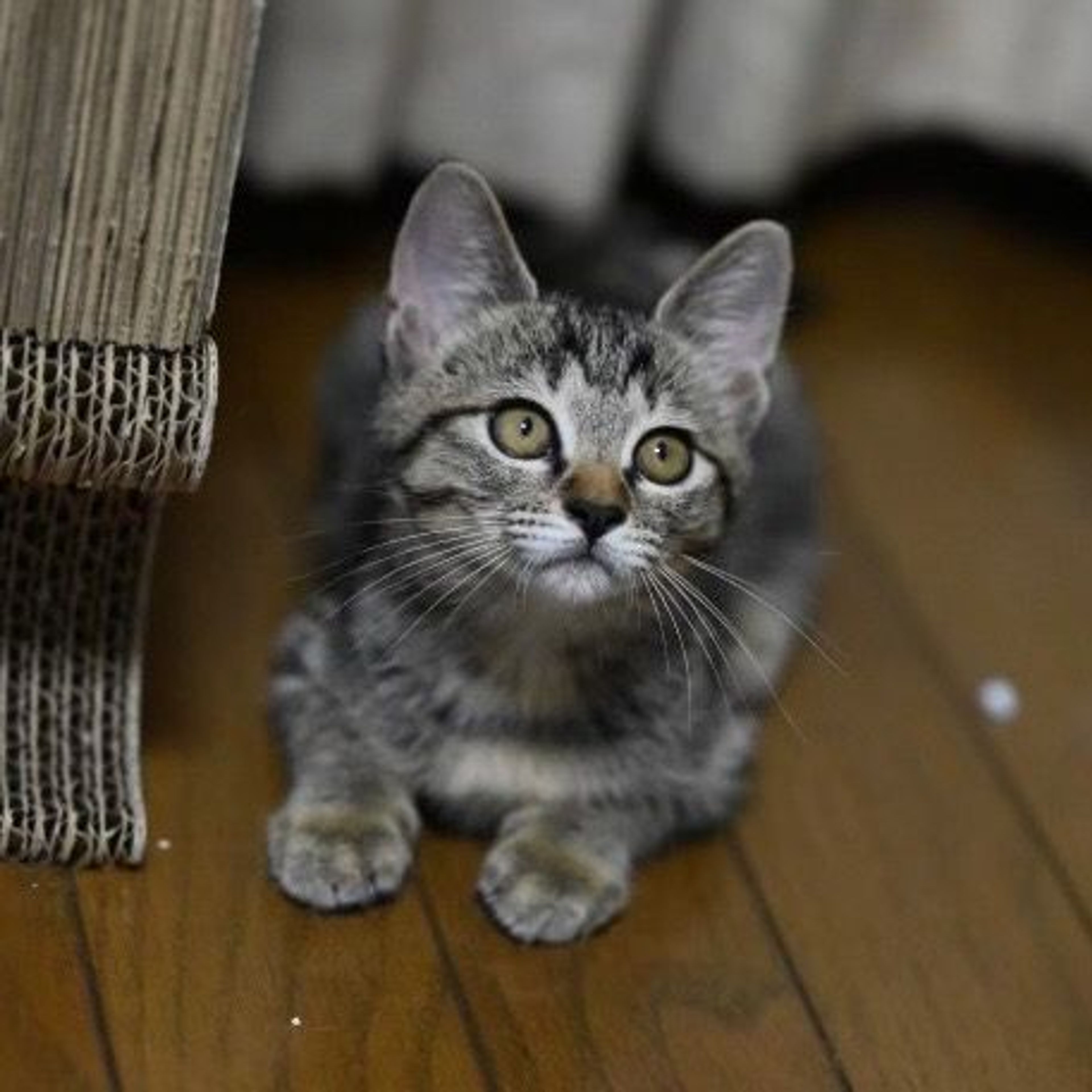 pet-image-4