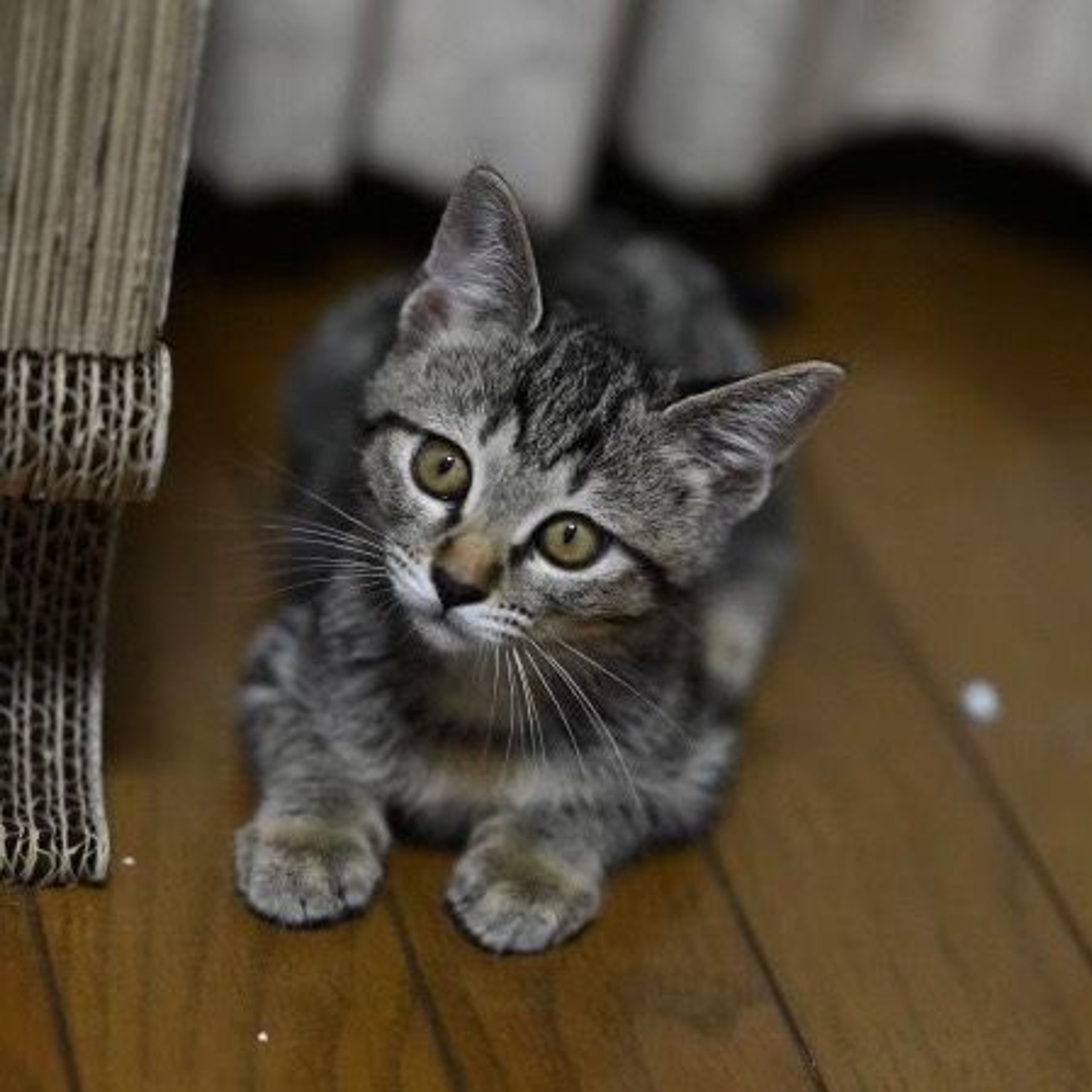 pet-image-5