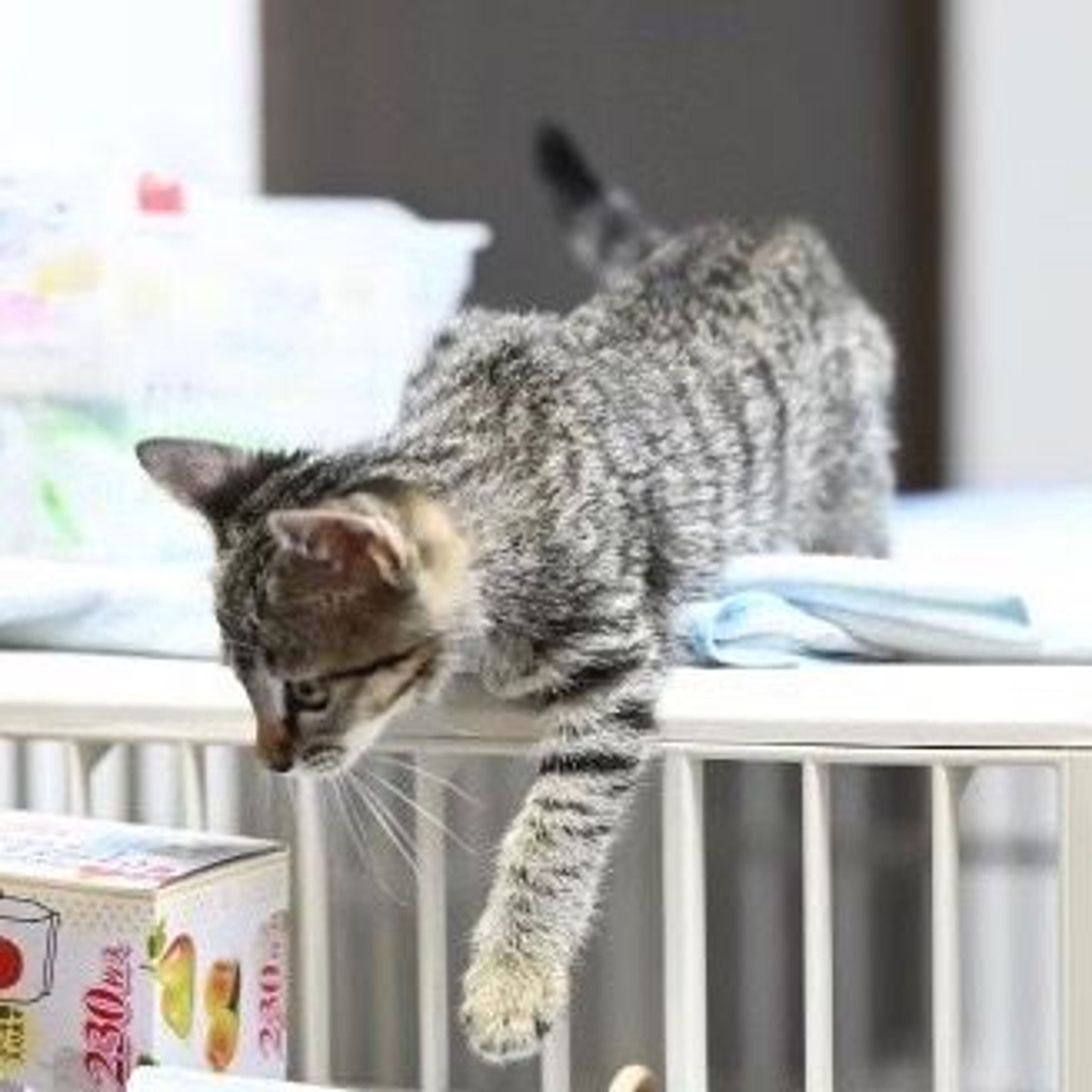 pet-image-6