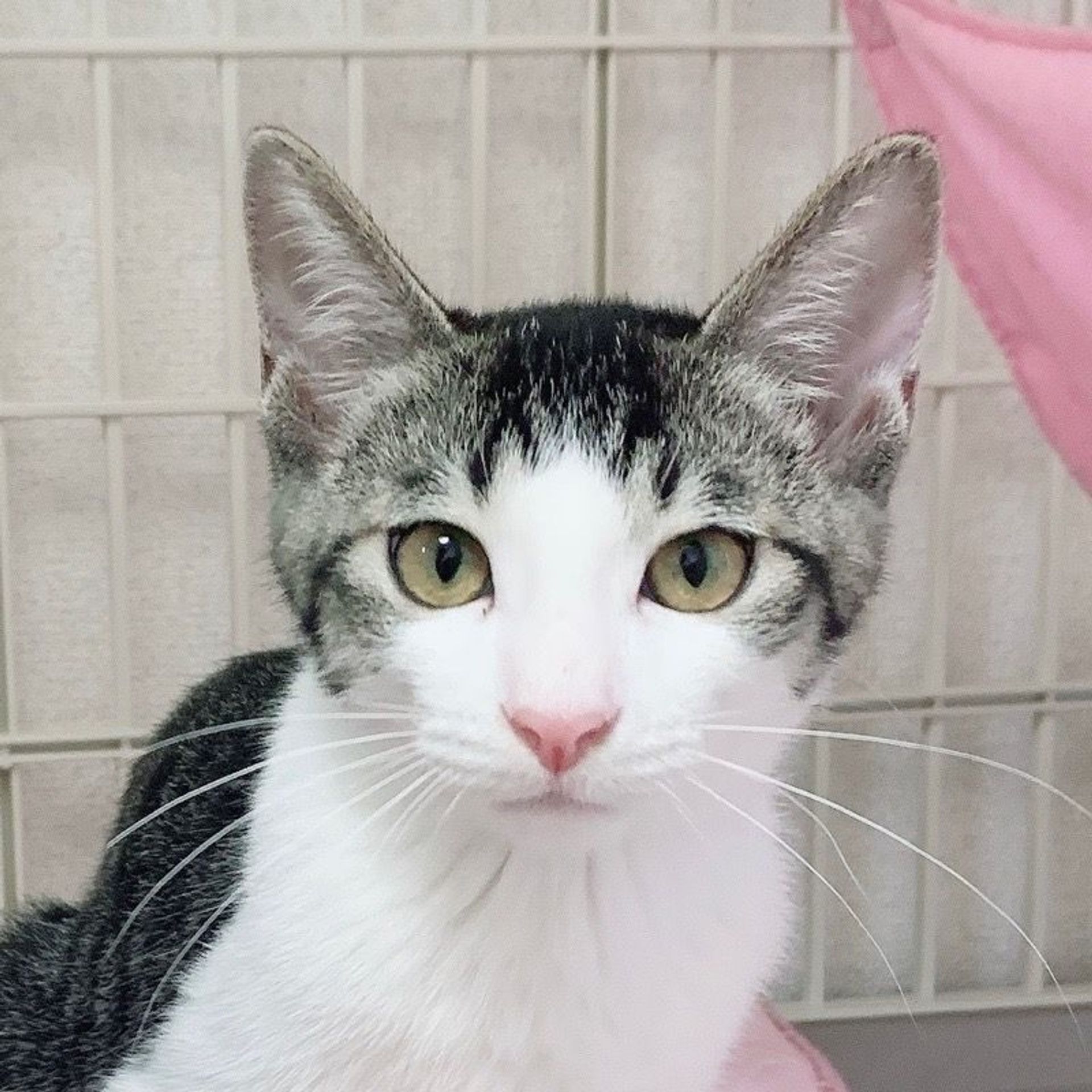 雑種（ミックス猫）・オスの里親募集の写真