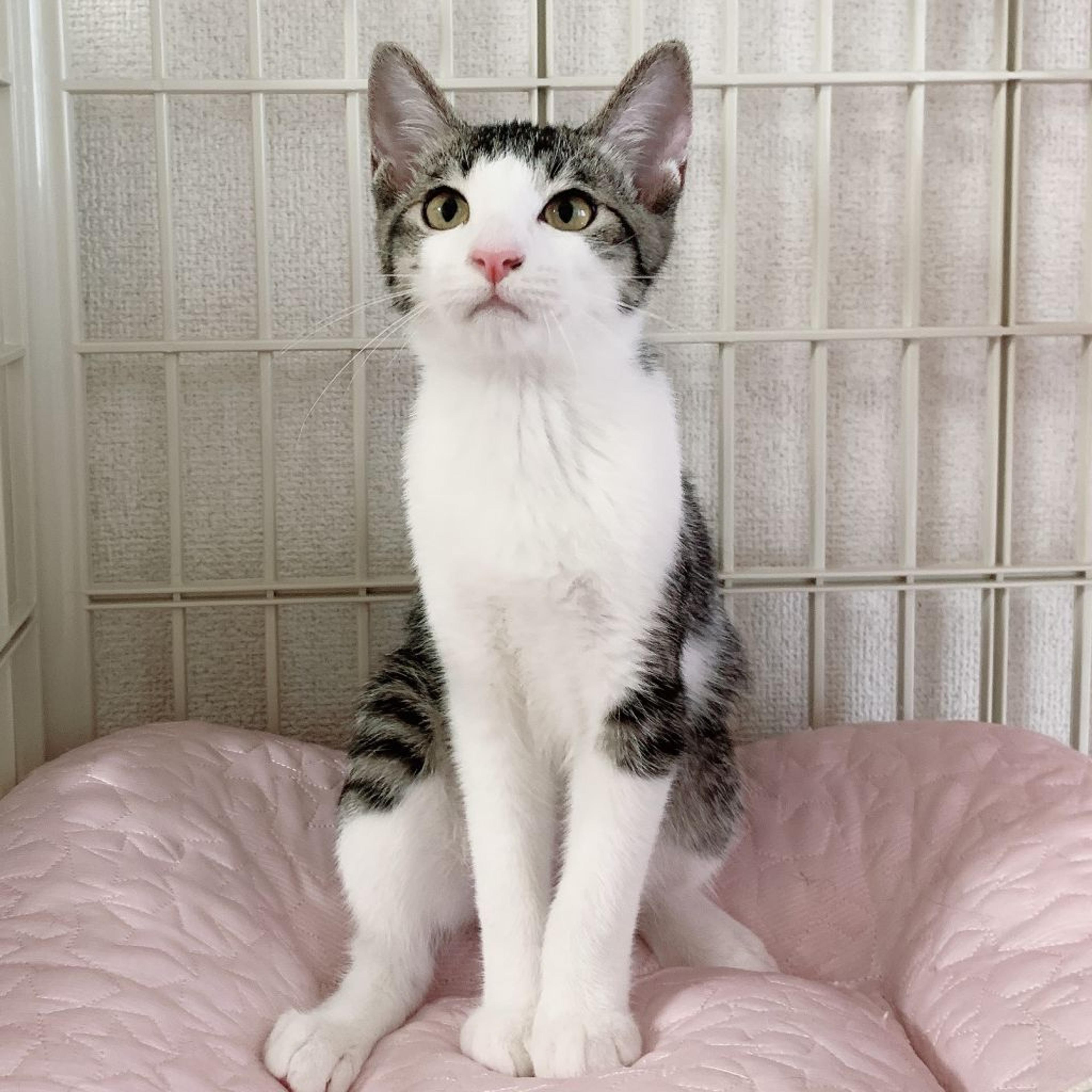 pet-image-2