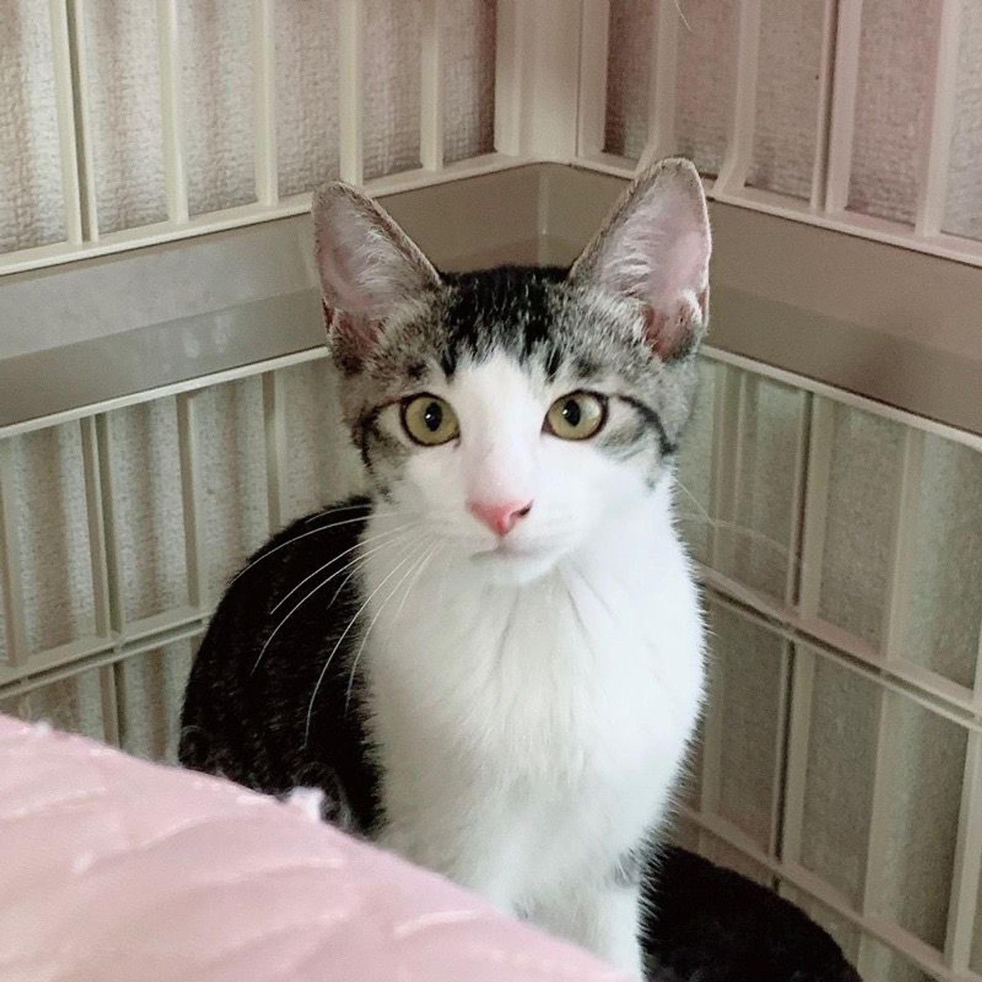 pet-image-5
