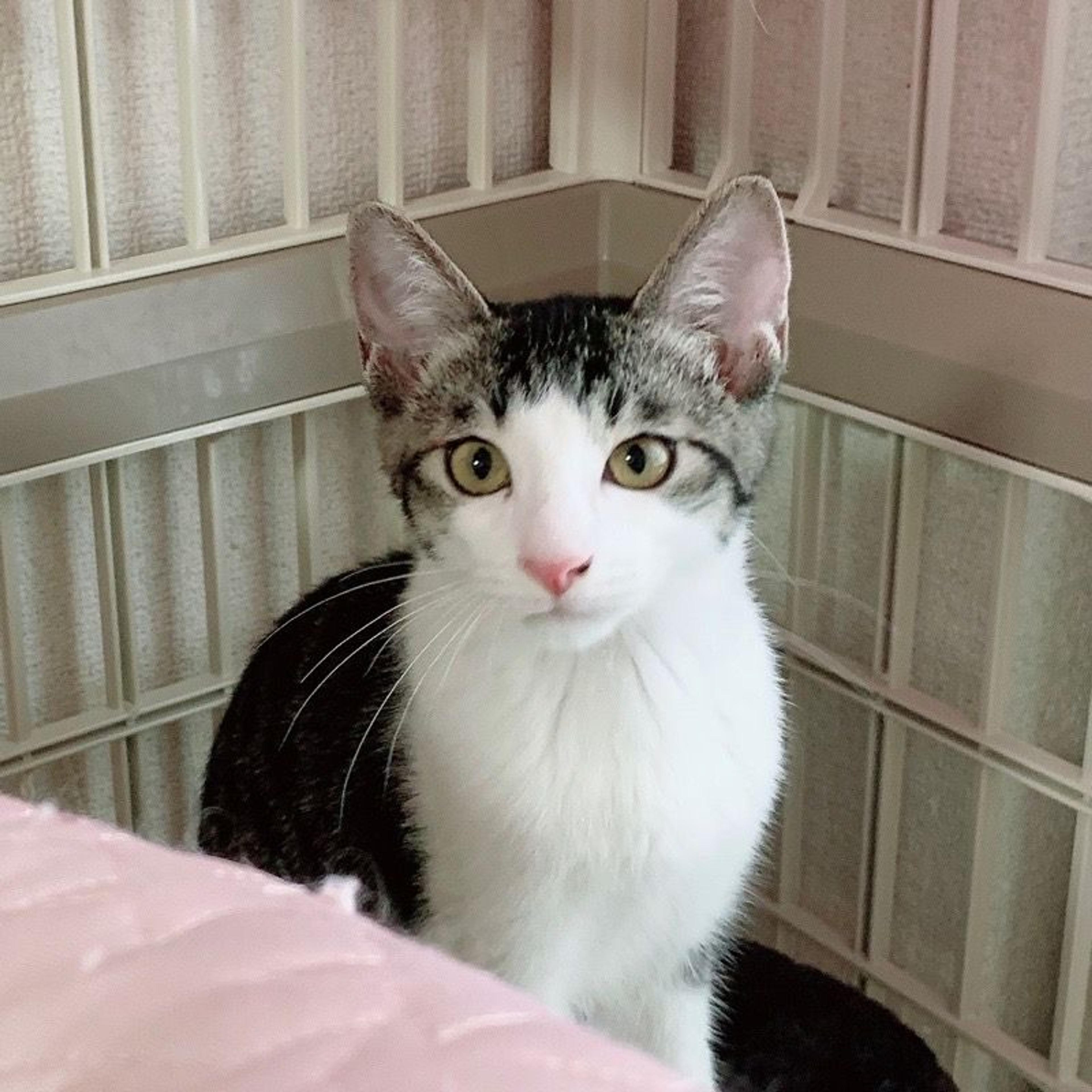 pet-image-5