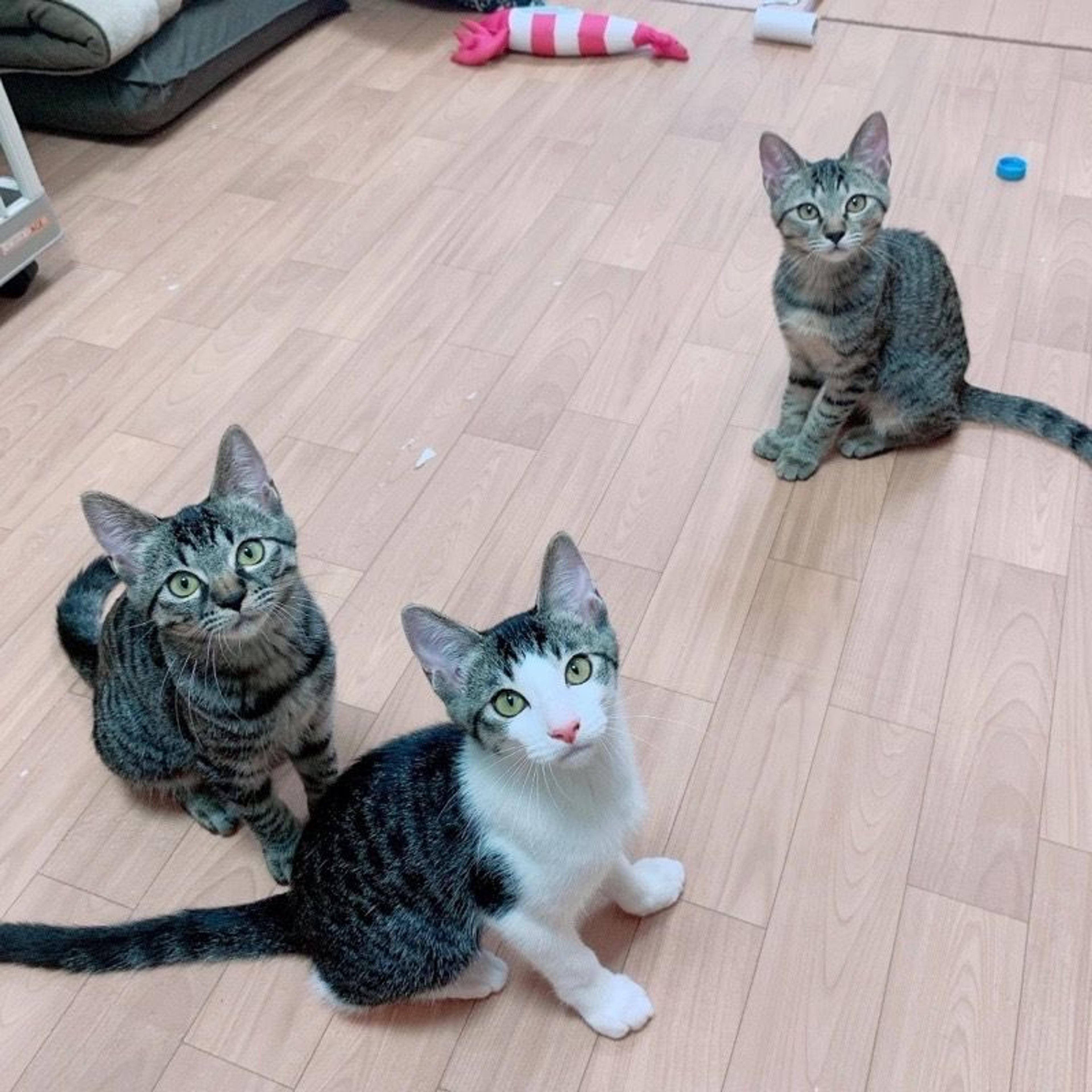 pet-image-8
