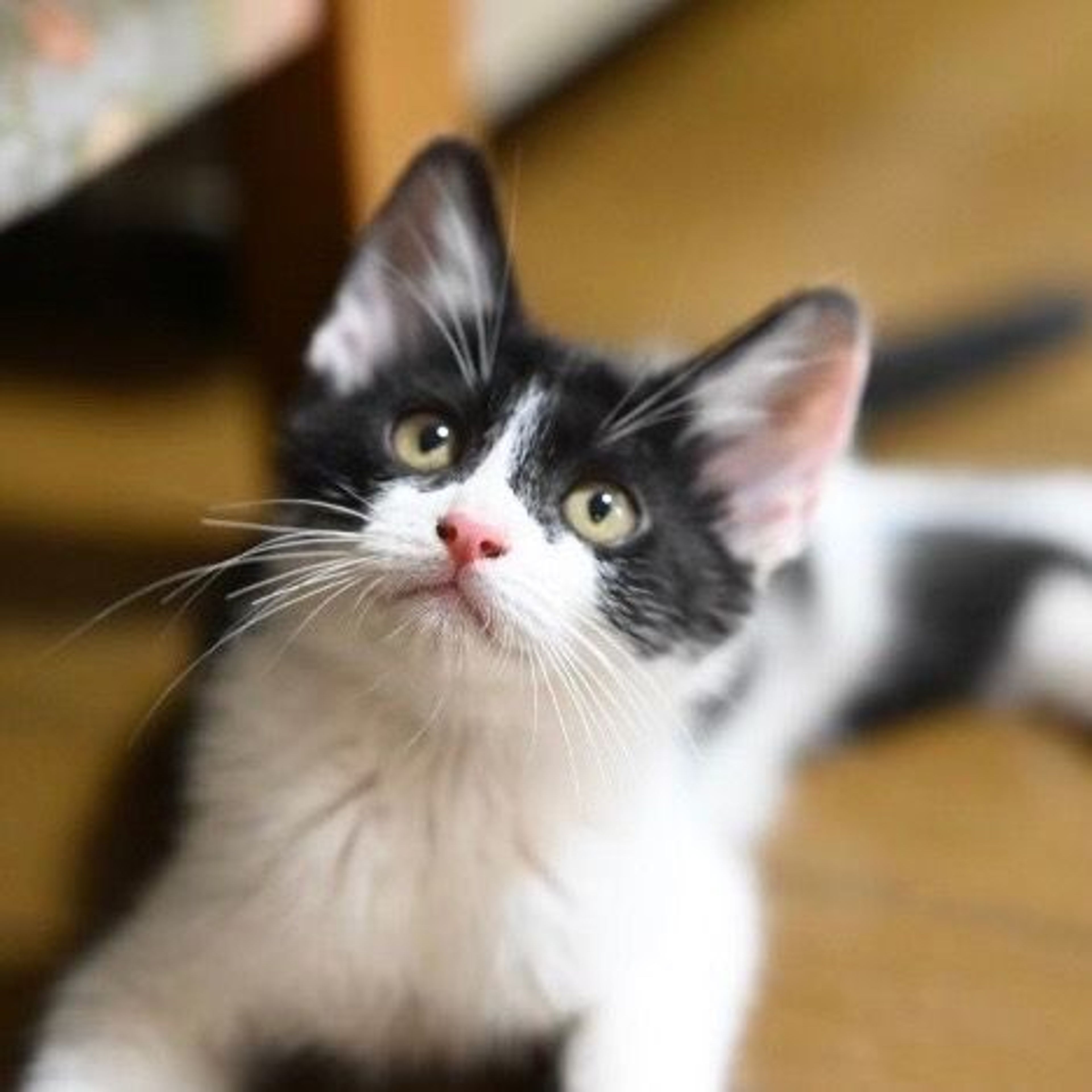 雑種（ミックス猫）・オスの里親募集の写真