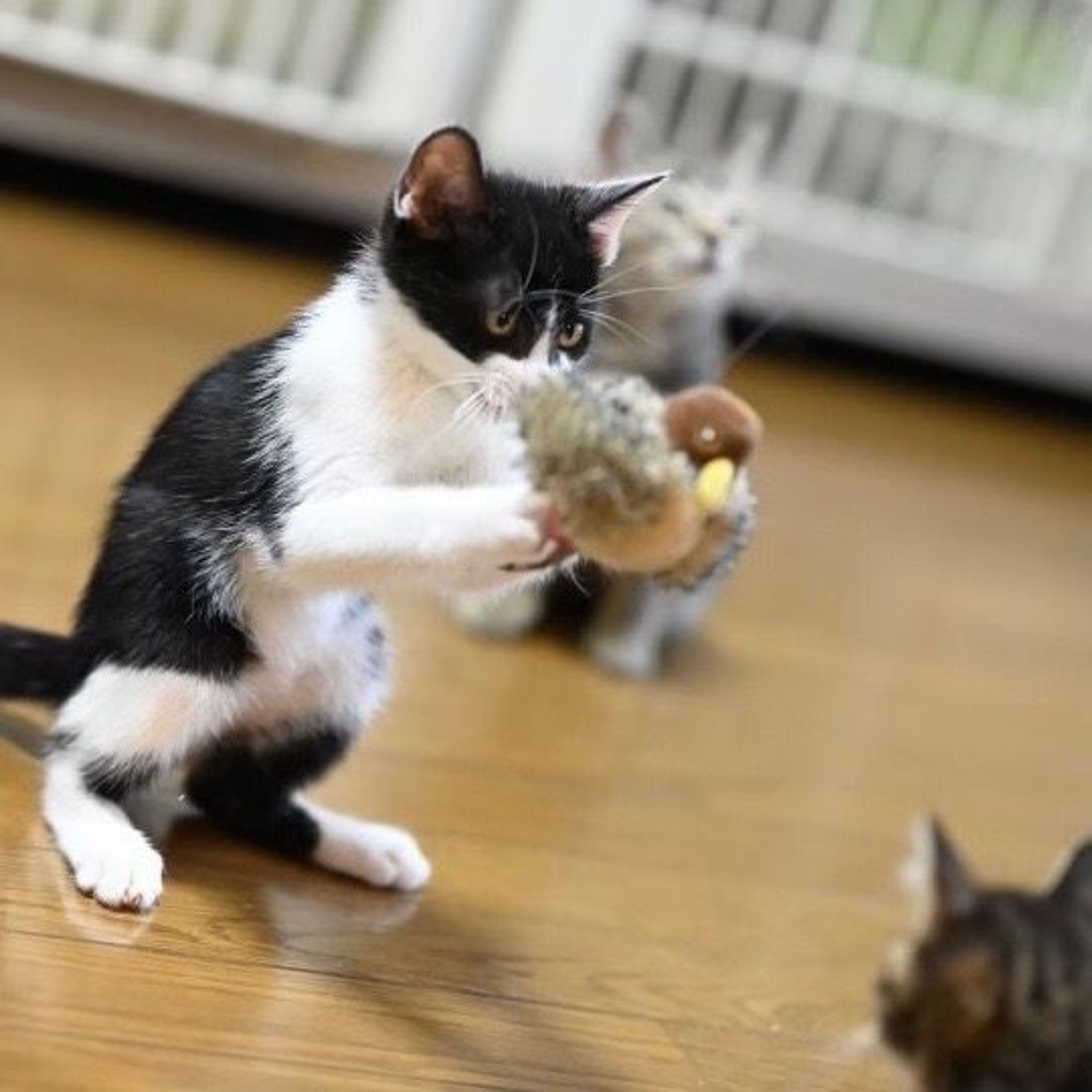 pet-image-3