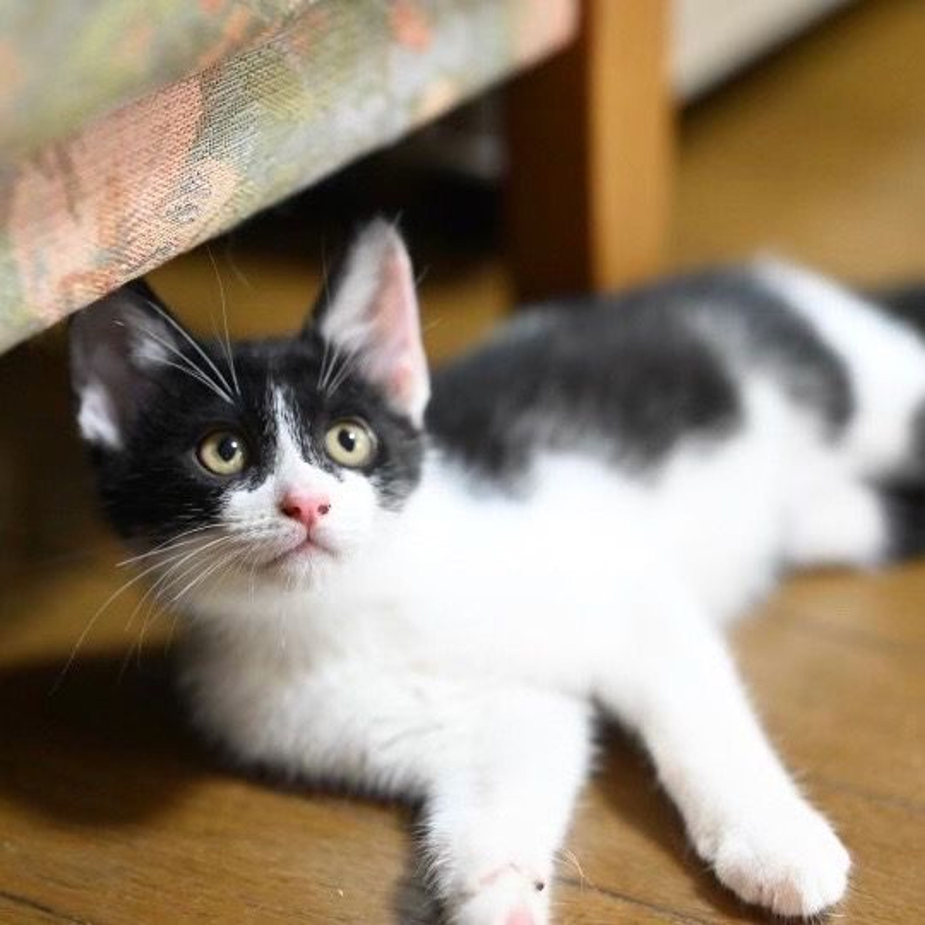 pet-image-4